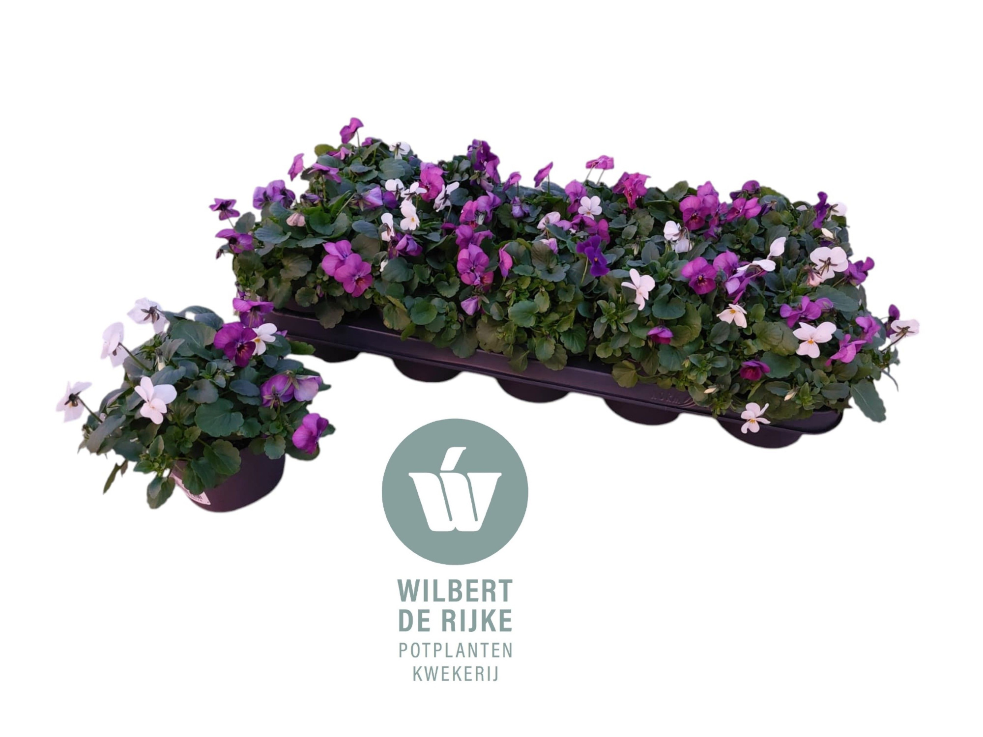 Viola Cornuta Trio Oslo (Viool), D 12