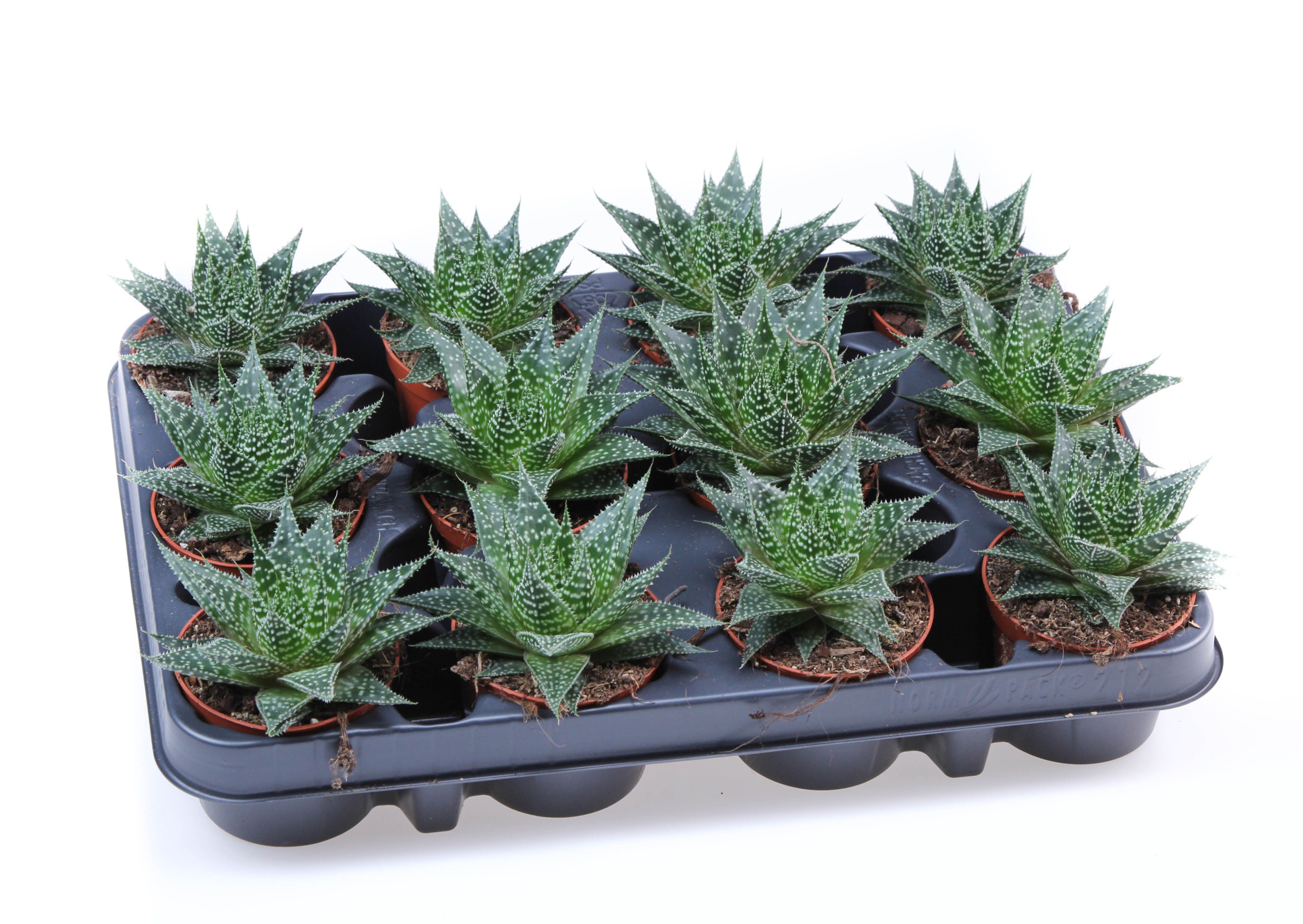 Gasteria Aurora, D 8,5