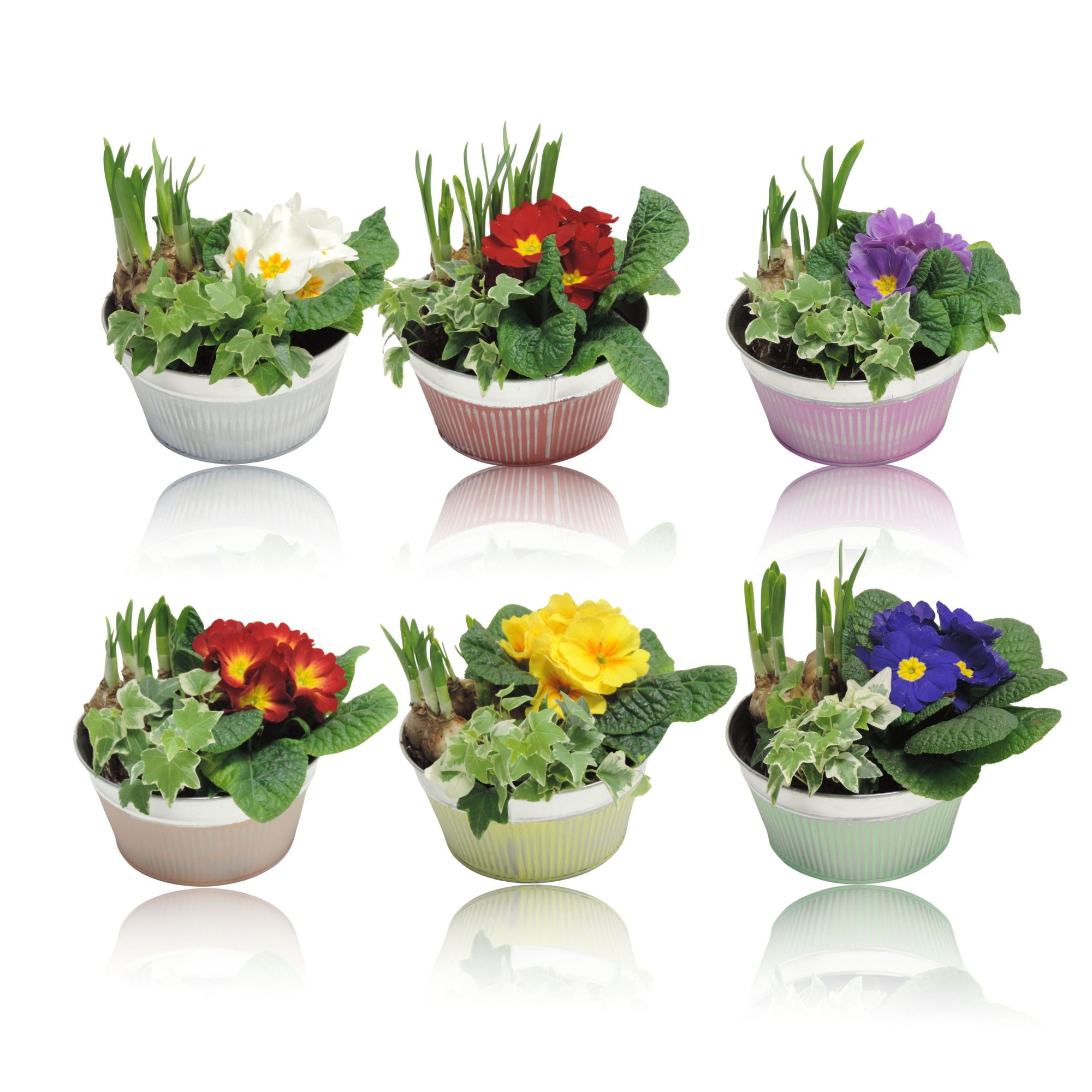 Floor Early Spring Specials Arrangement Narcis in Zink 18 cm, D 18