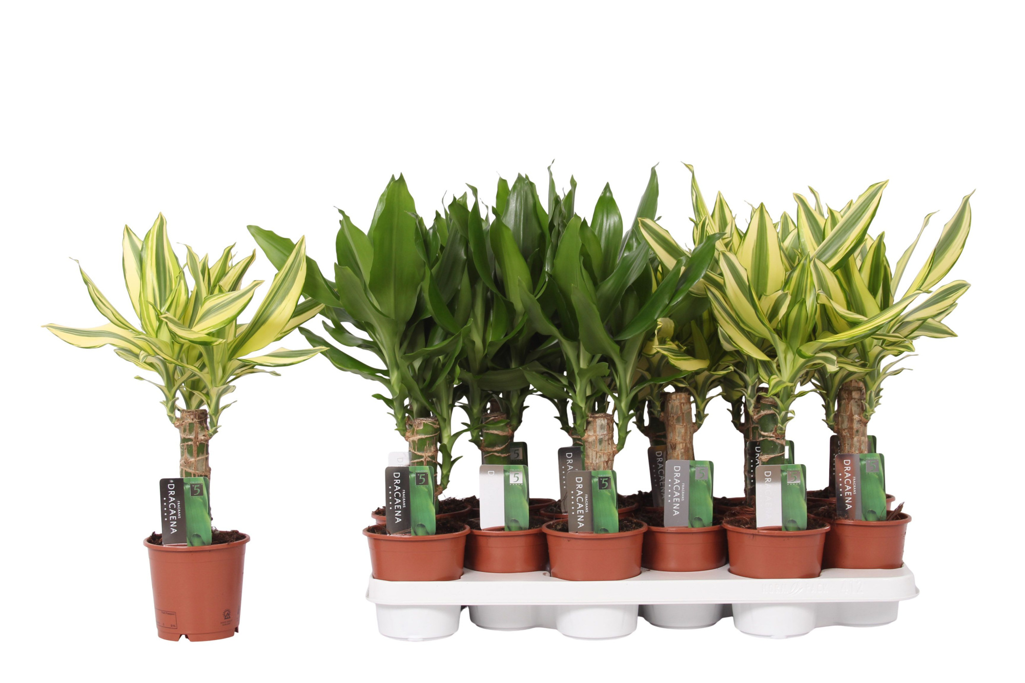 Dracaena mix Yellow Coast and Steudneri Green, 11 cm pot, D 11