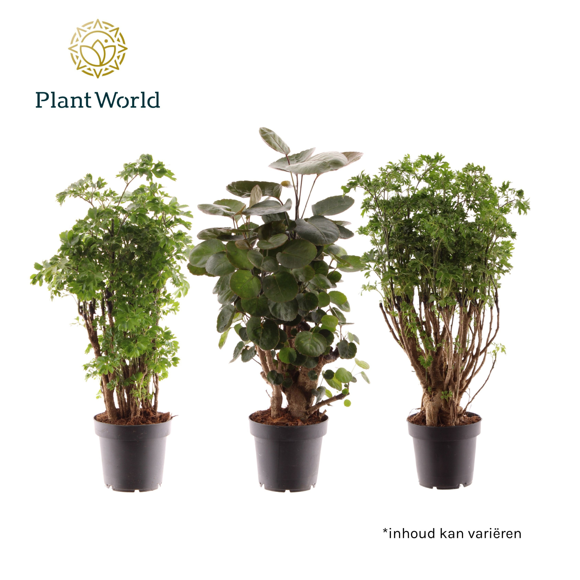 Polyscias gemengd (2-3 soorten), D 12