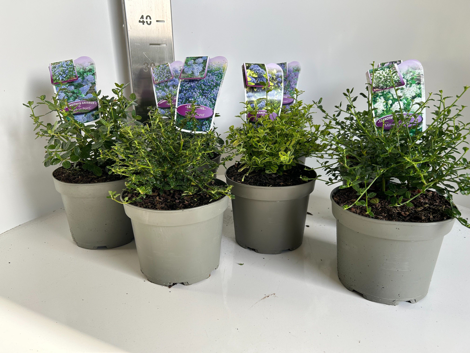 Ceanothus mix kar c2, D 17