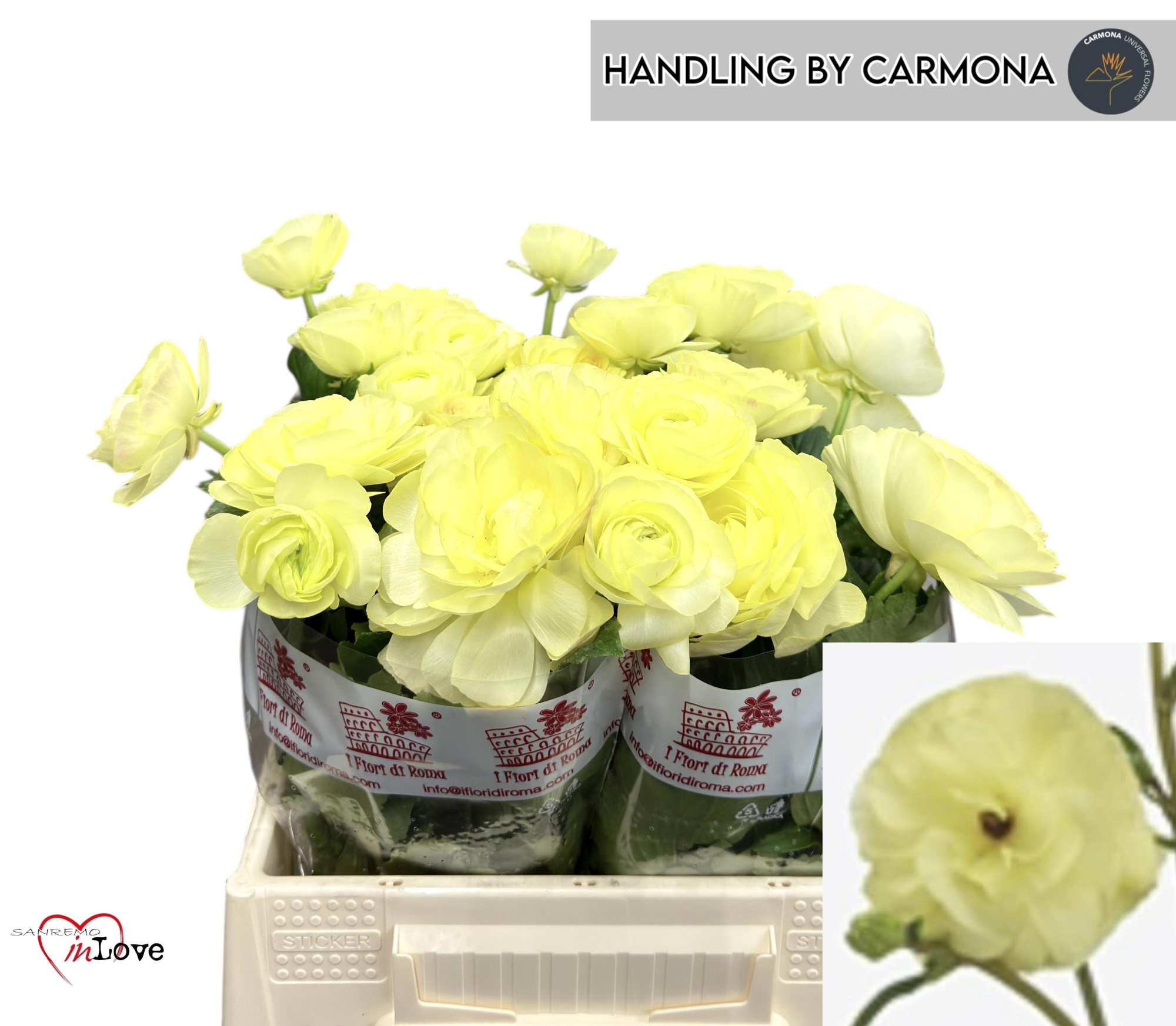 Ранункулус Модерна Лимон 40, шт.