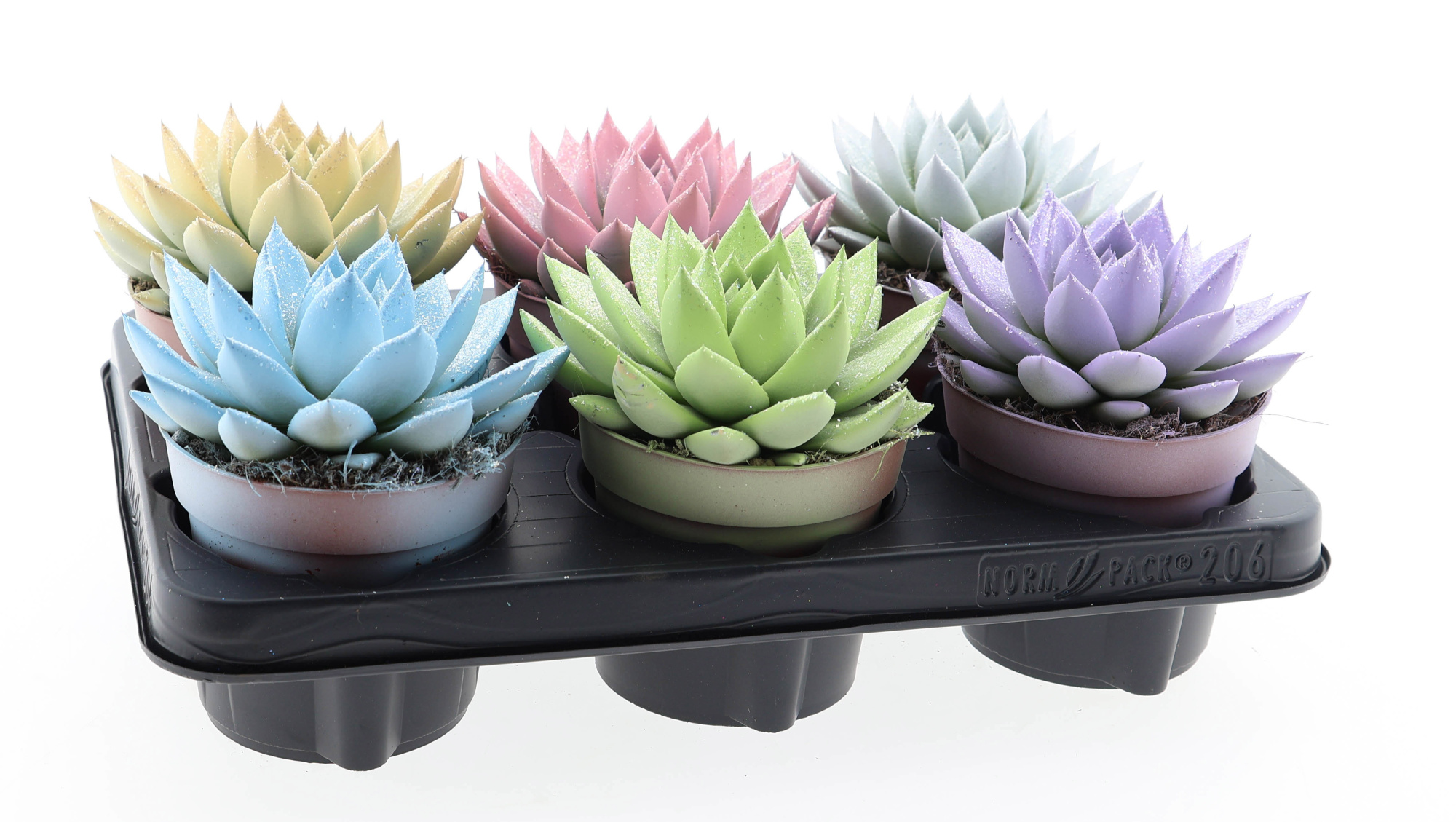 Miranda pastel glittermix, D 12