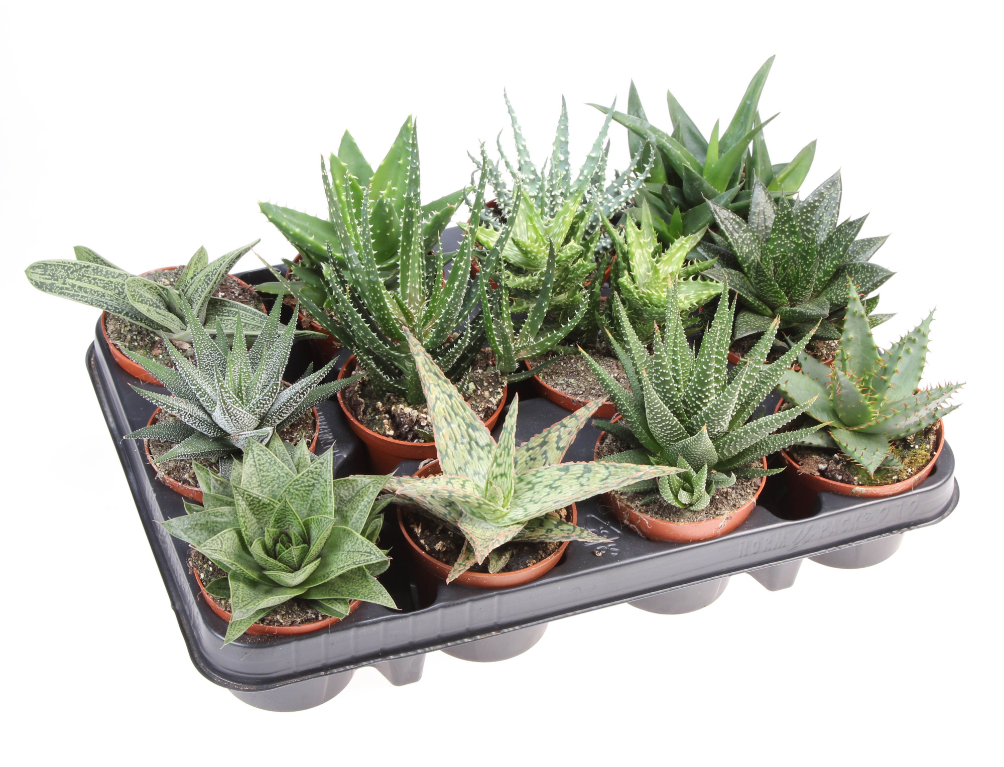 Aloe haworthia mix, D 8,5