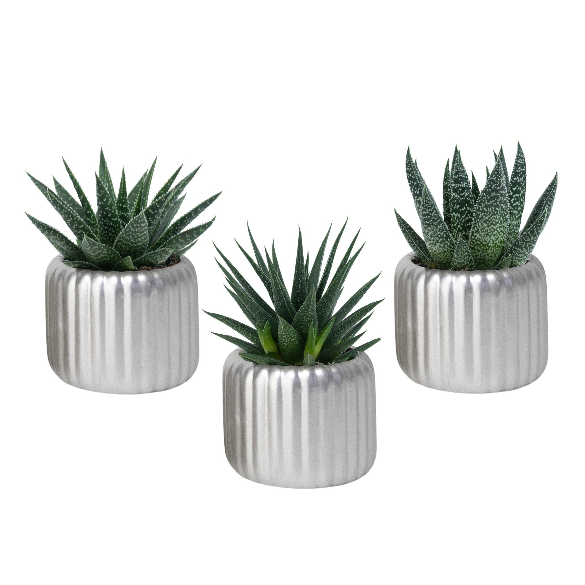 Vertical Silver with Succulent mix, D 6