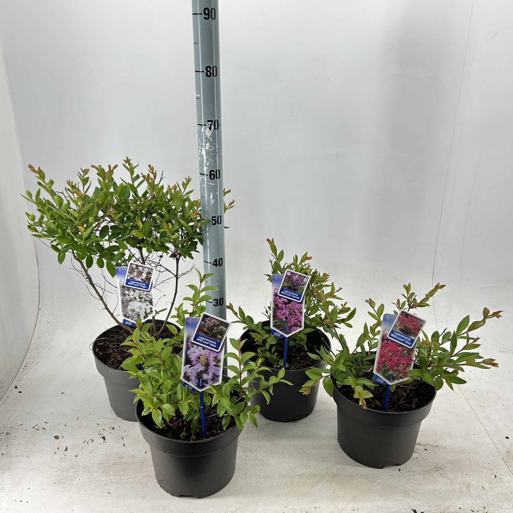 Lagerstroemia indica With Love mix (minimum order one layer), D 23