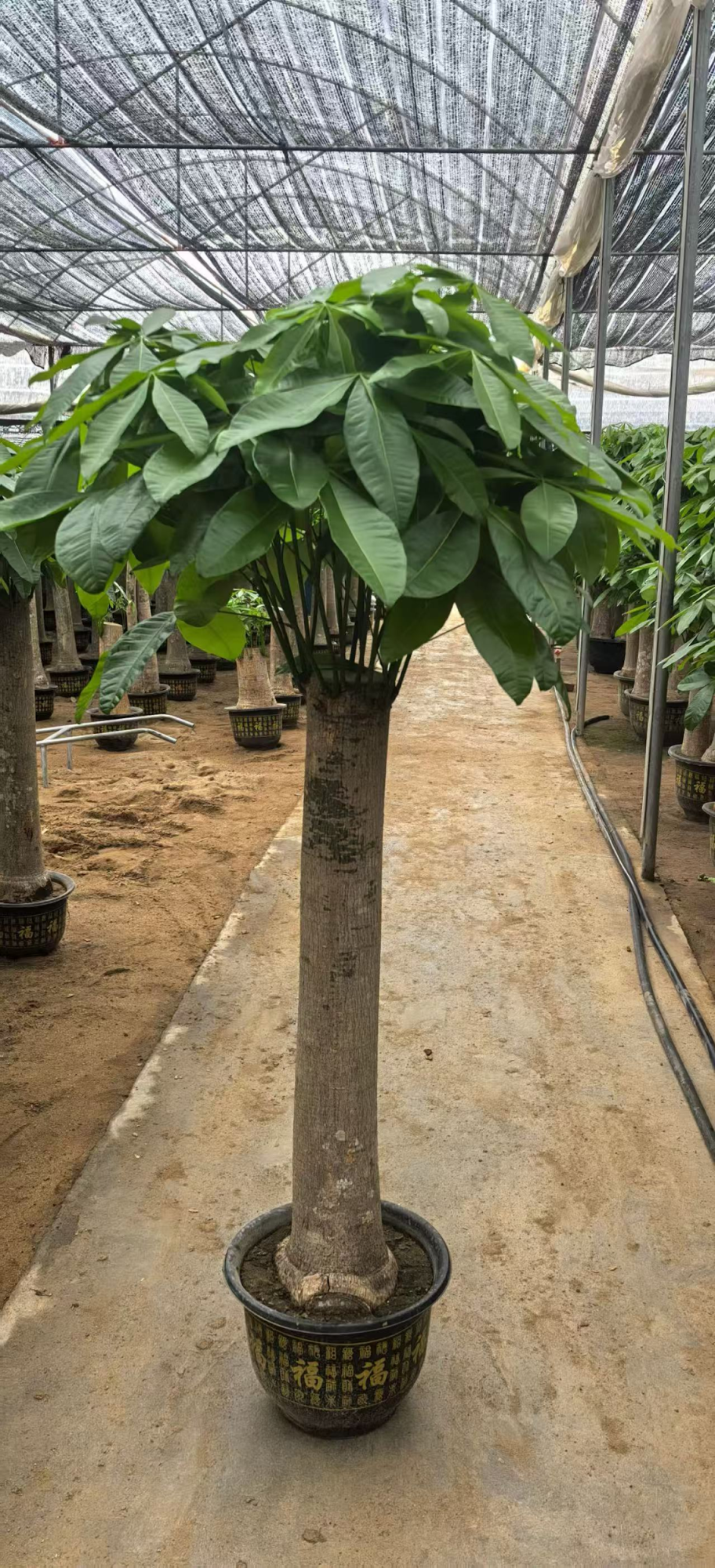 Пахира ствол 35-40 150-170 (предзаказ)