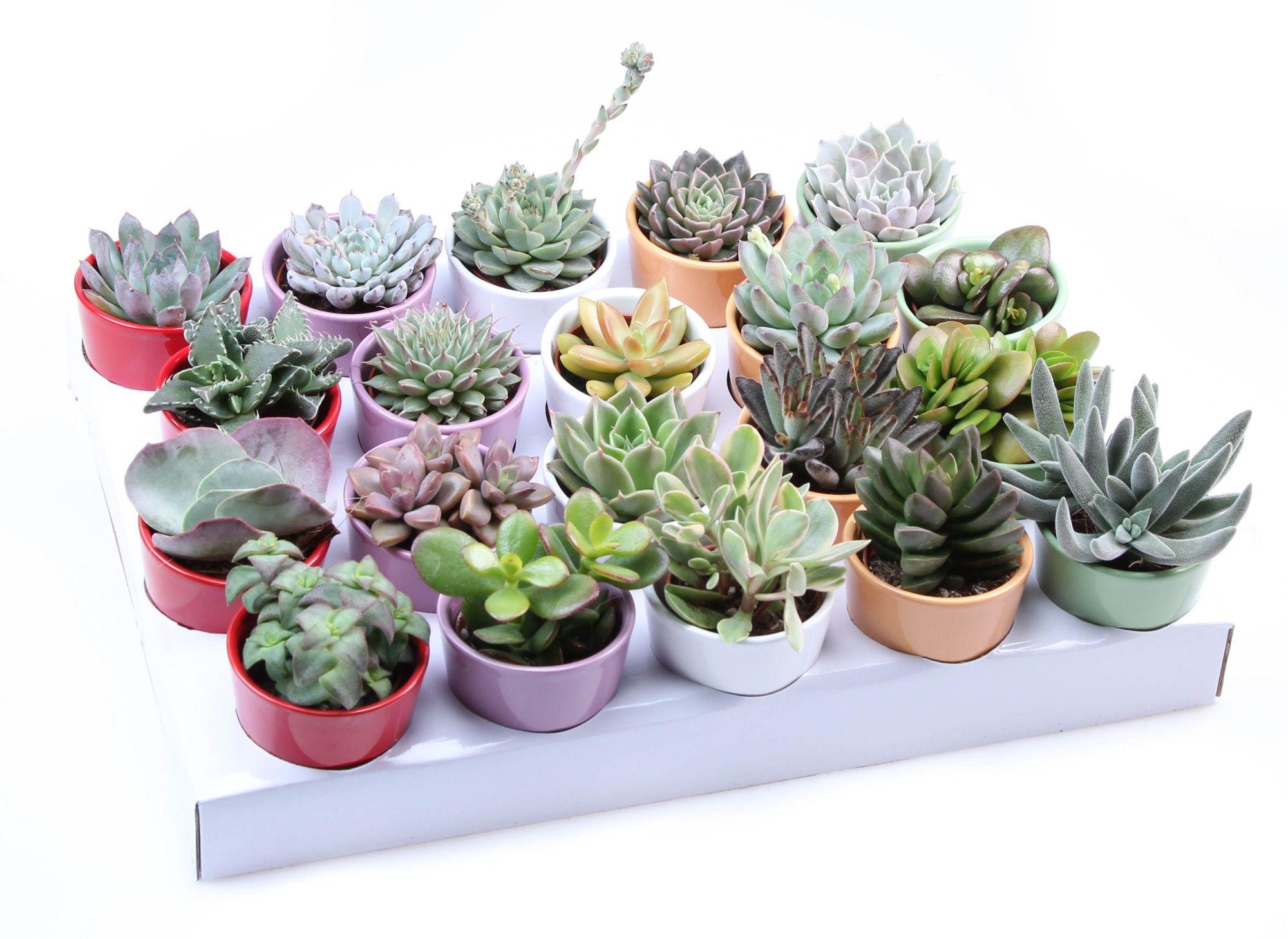 Succulent kleurpot, D 7