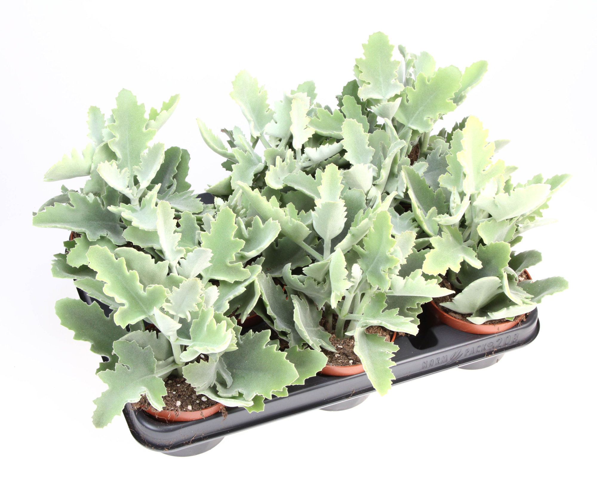 Kalanchoe Beharensis, D 10,5