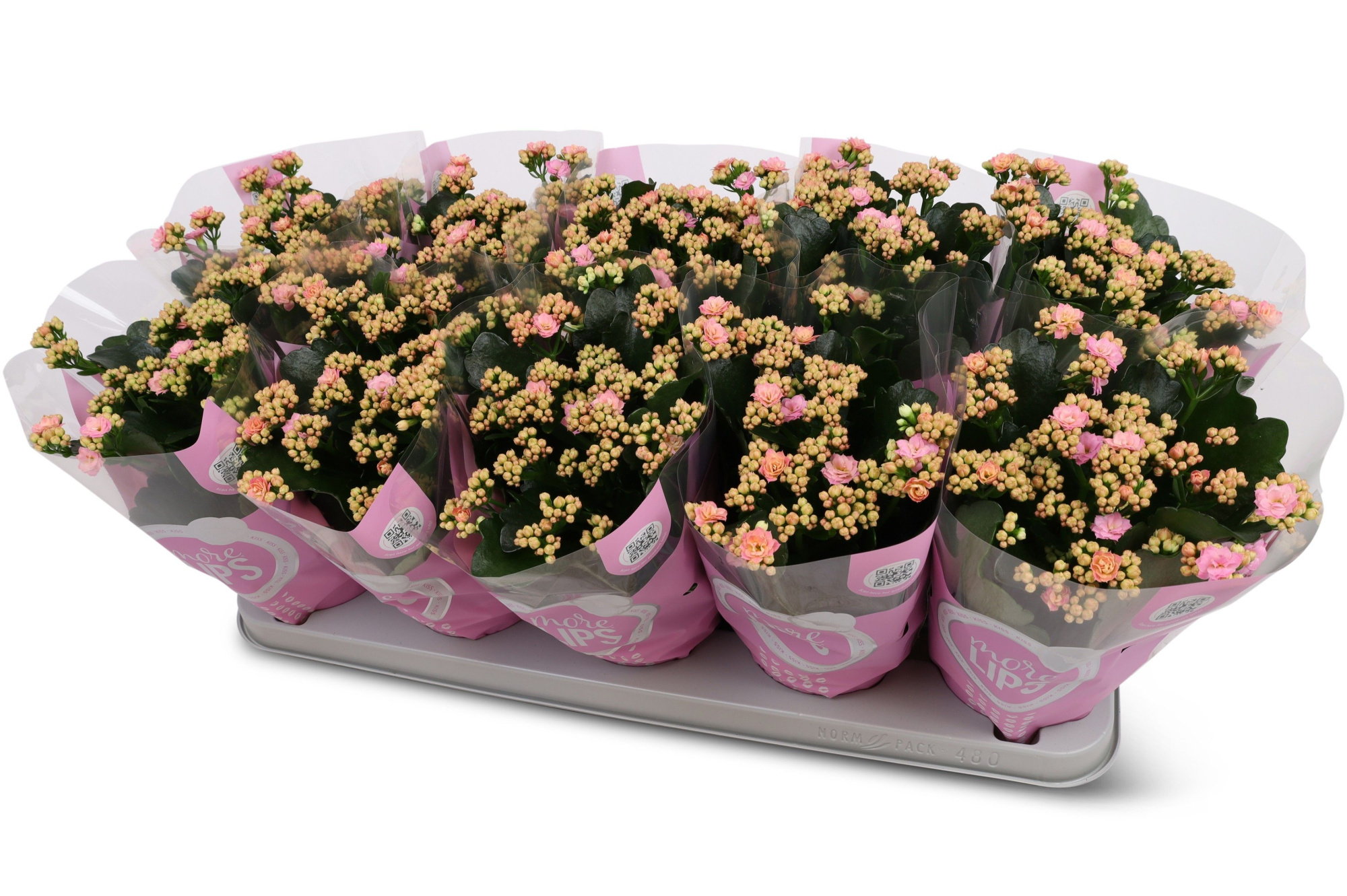Kalanchoë Perfecta Pink MoreLIPS hoes, D 12