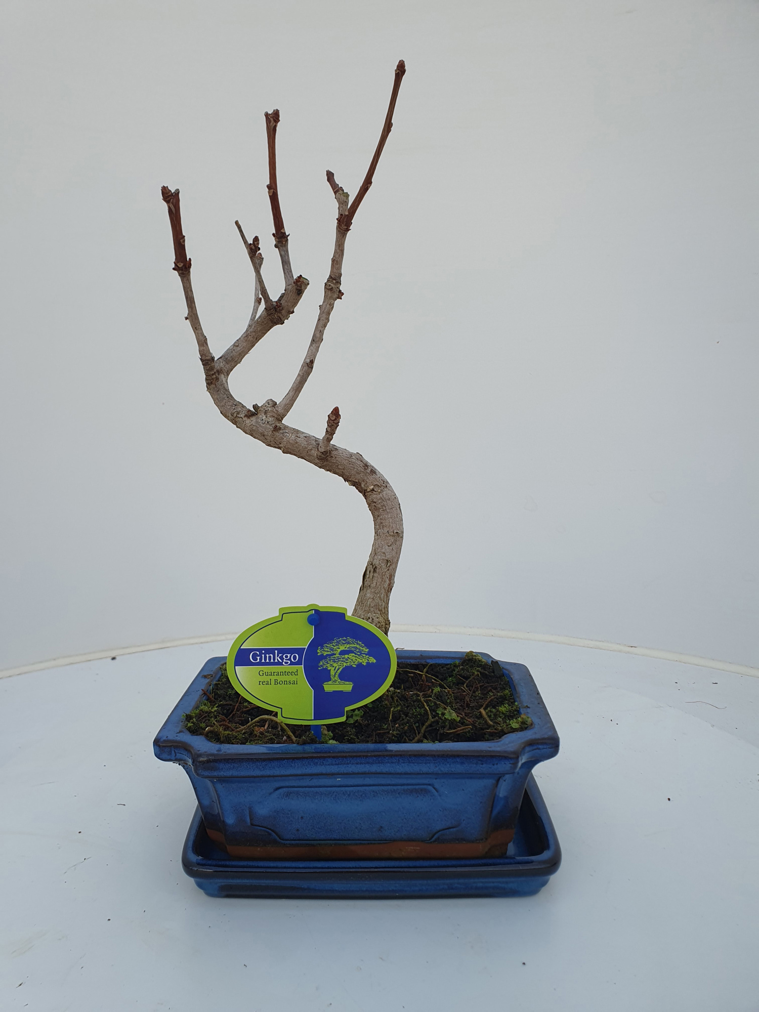 Ginkgo biloba shape with driptray, D 19