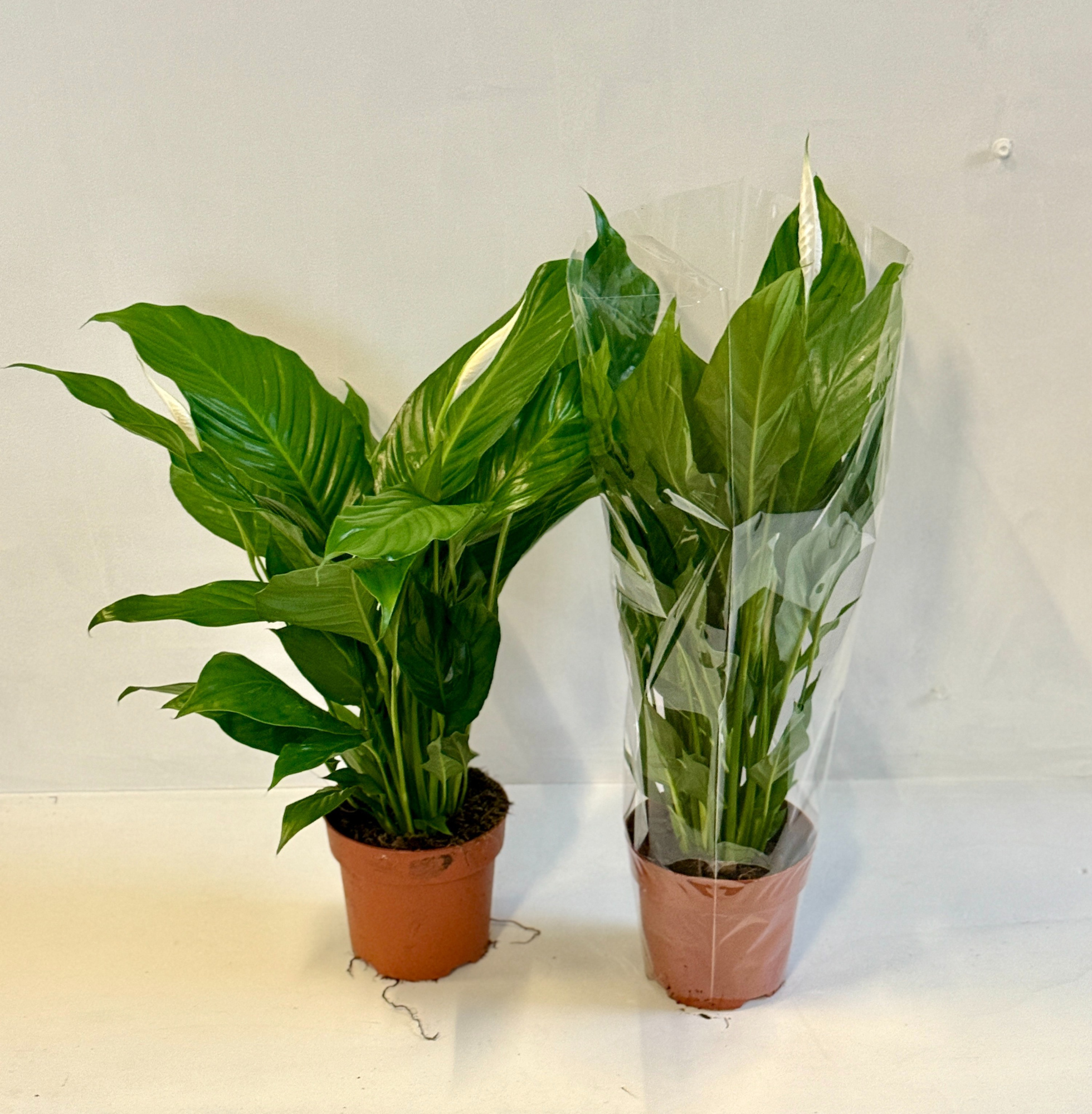 Spathipyllum Sweet Silvio, D 17