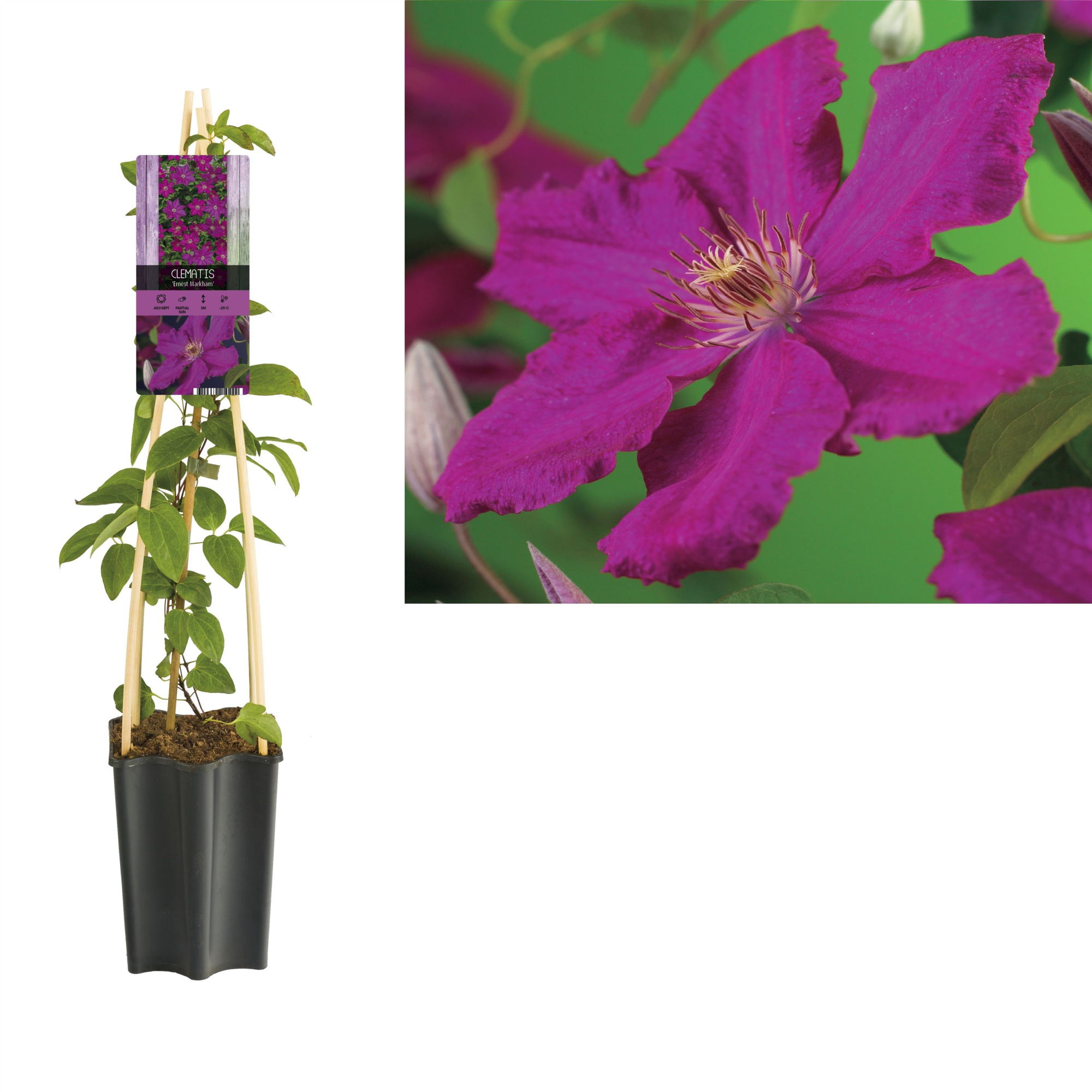 Clematis 'Ernest Markham' +light label, D 15