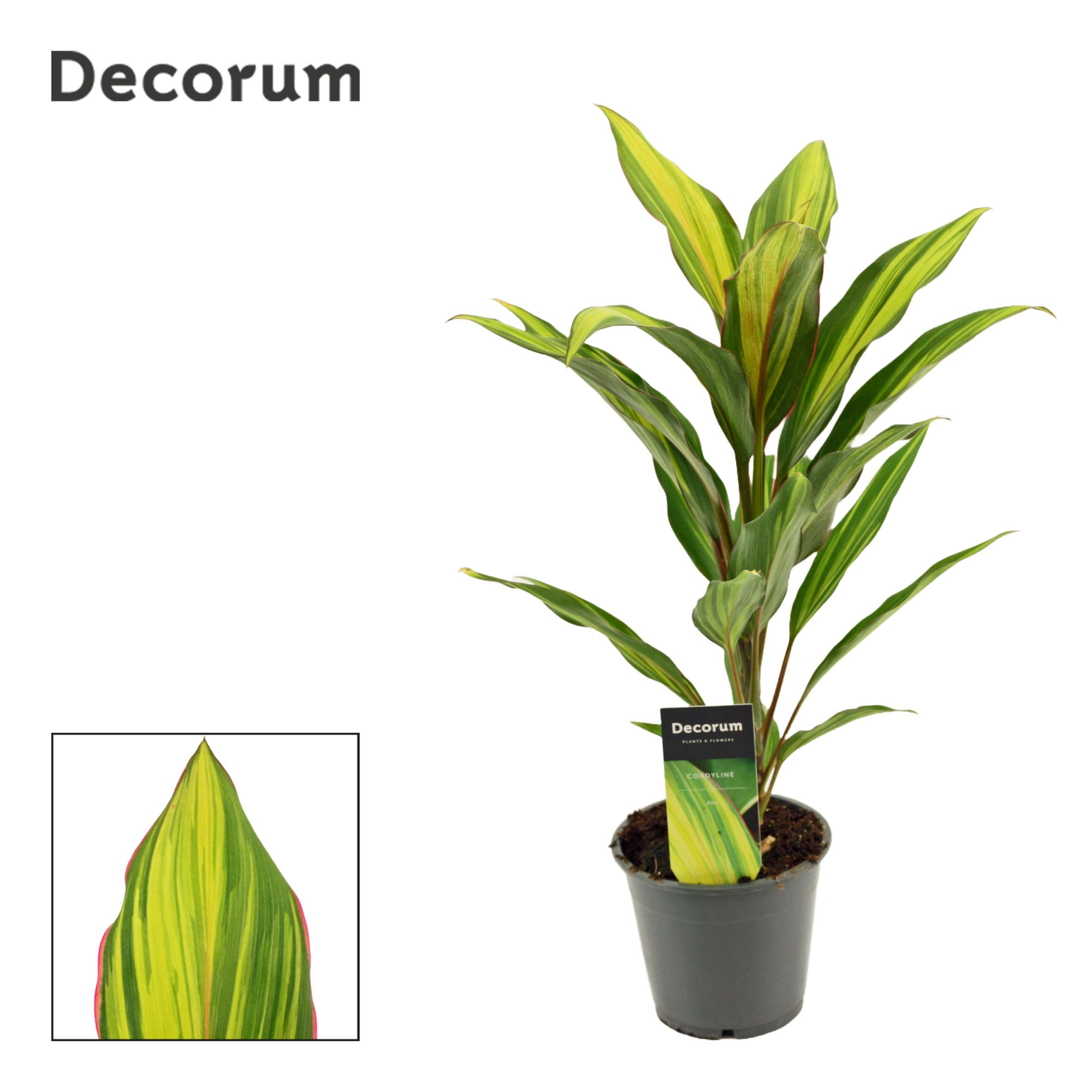 Cordyline Kiwi 12 cm ( Decorum ), D 12