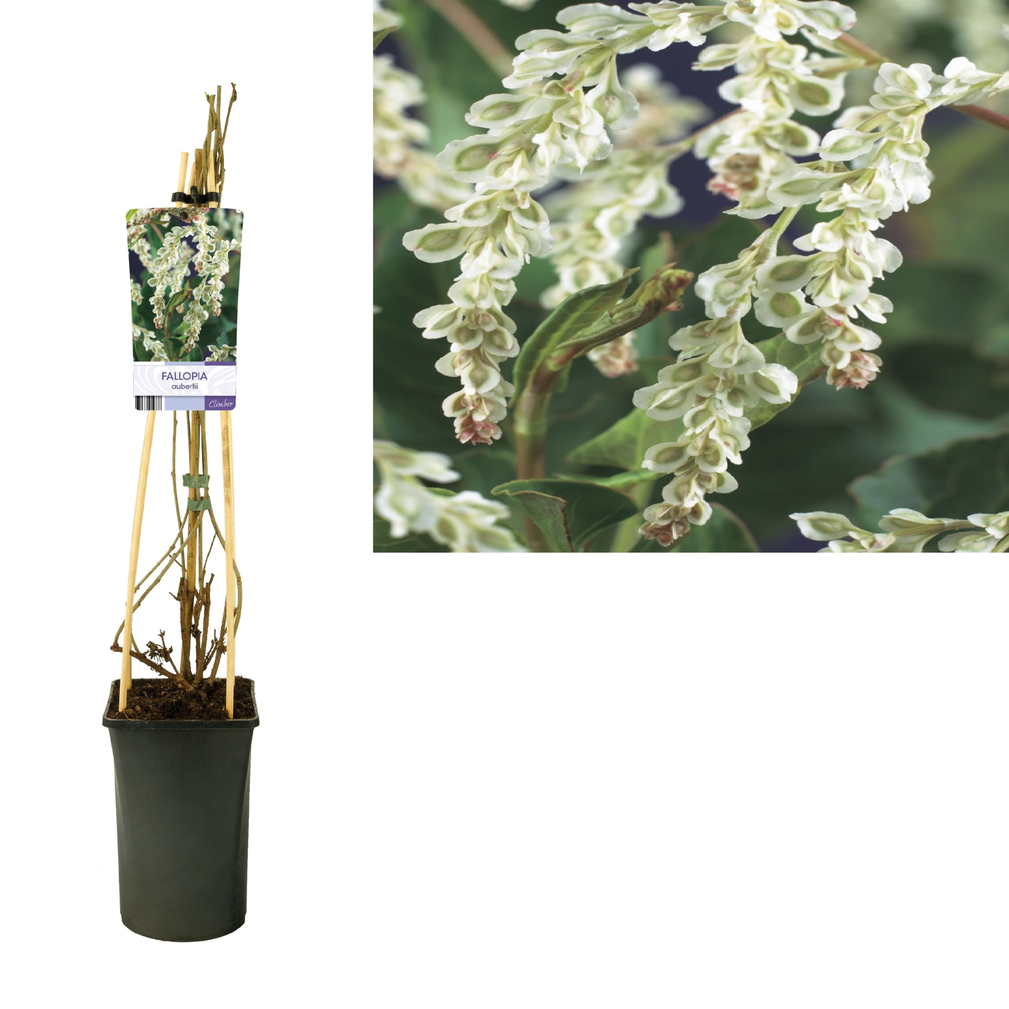 Fallopia aubertii +light label, D 17