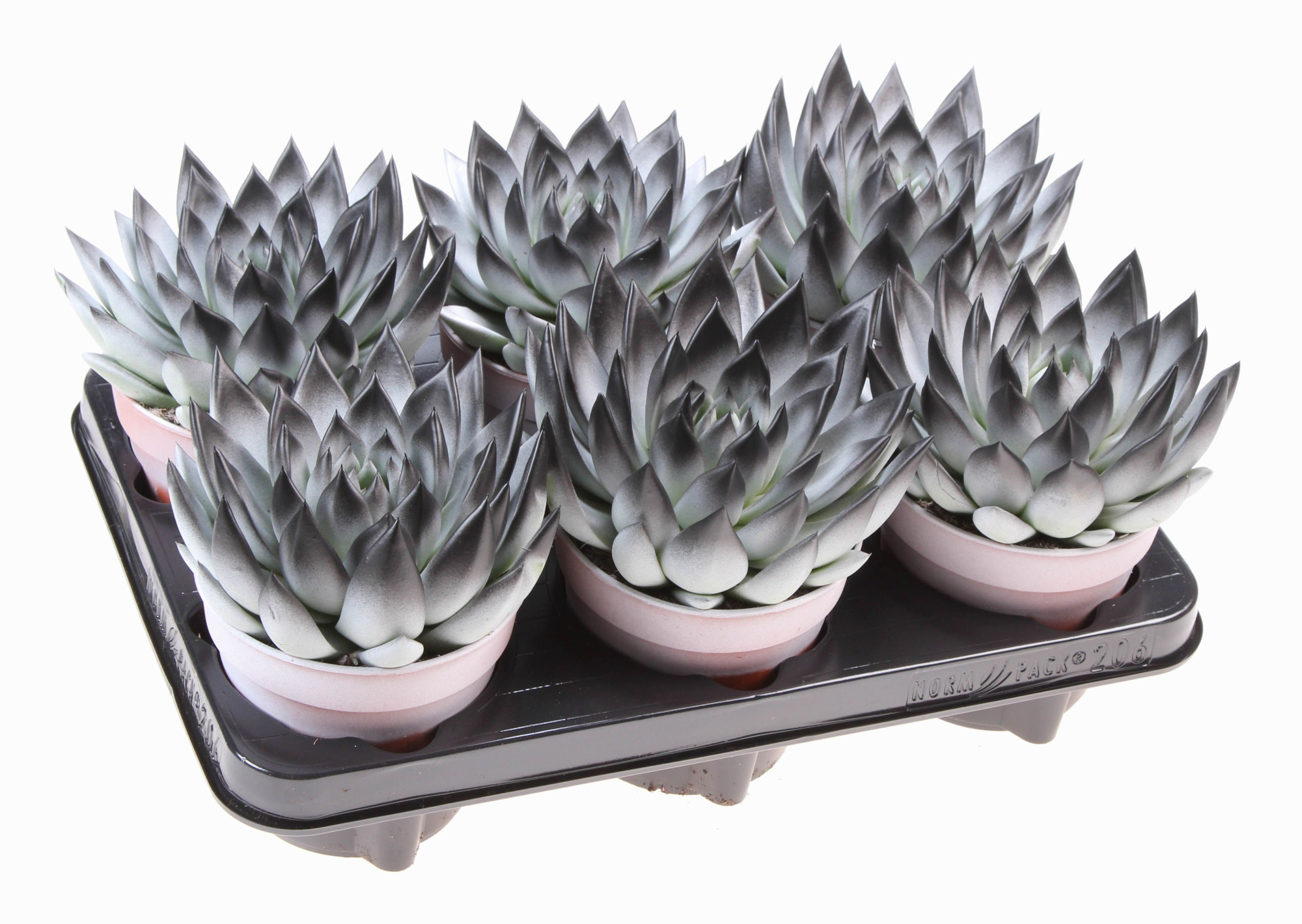 Halloween bicolor white + black point, D 12