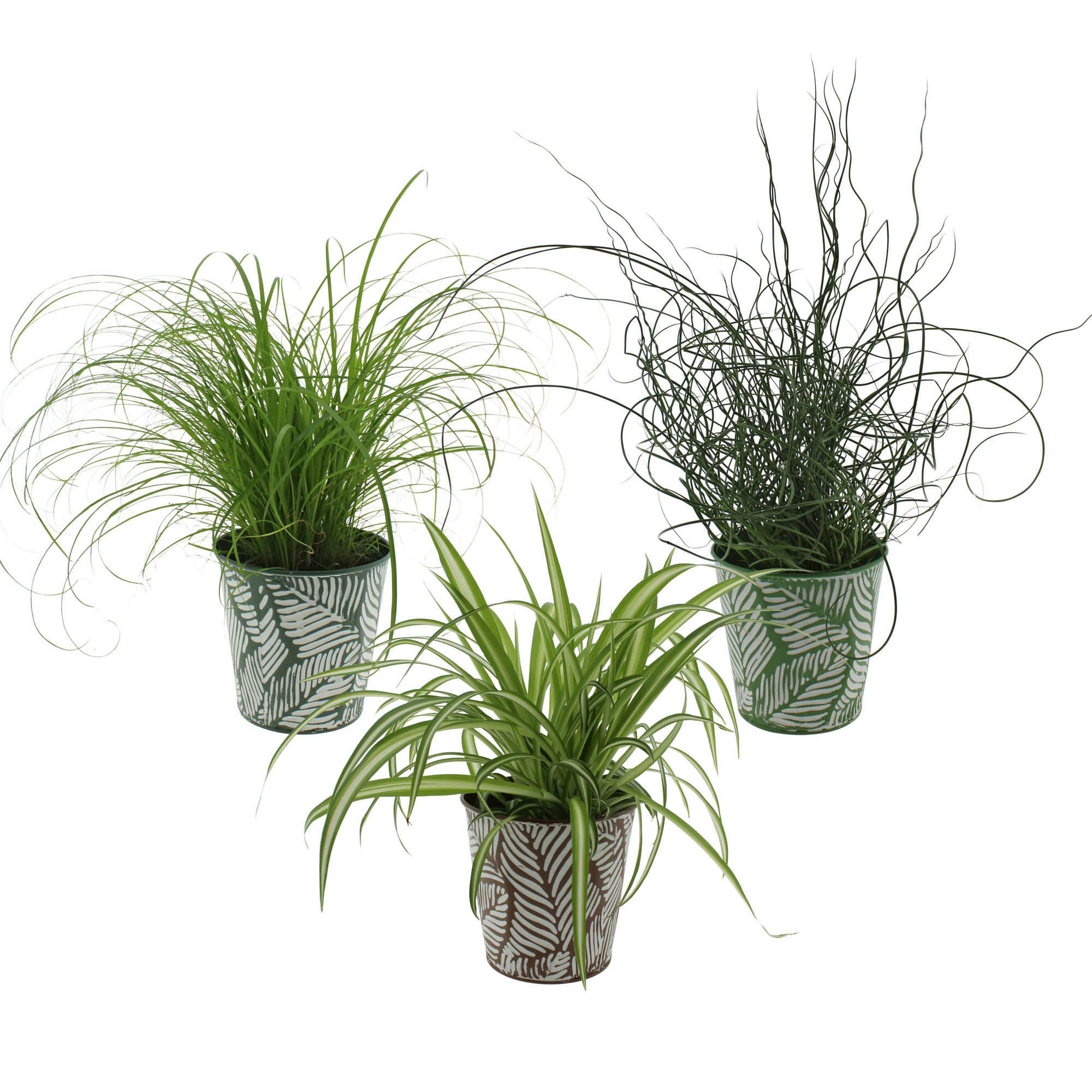 Kamerplanten gemengd groen 3 soorten in sierpot zink 3 kleuren, D 12