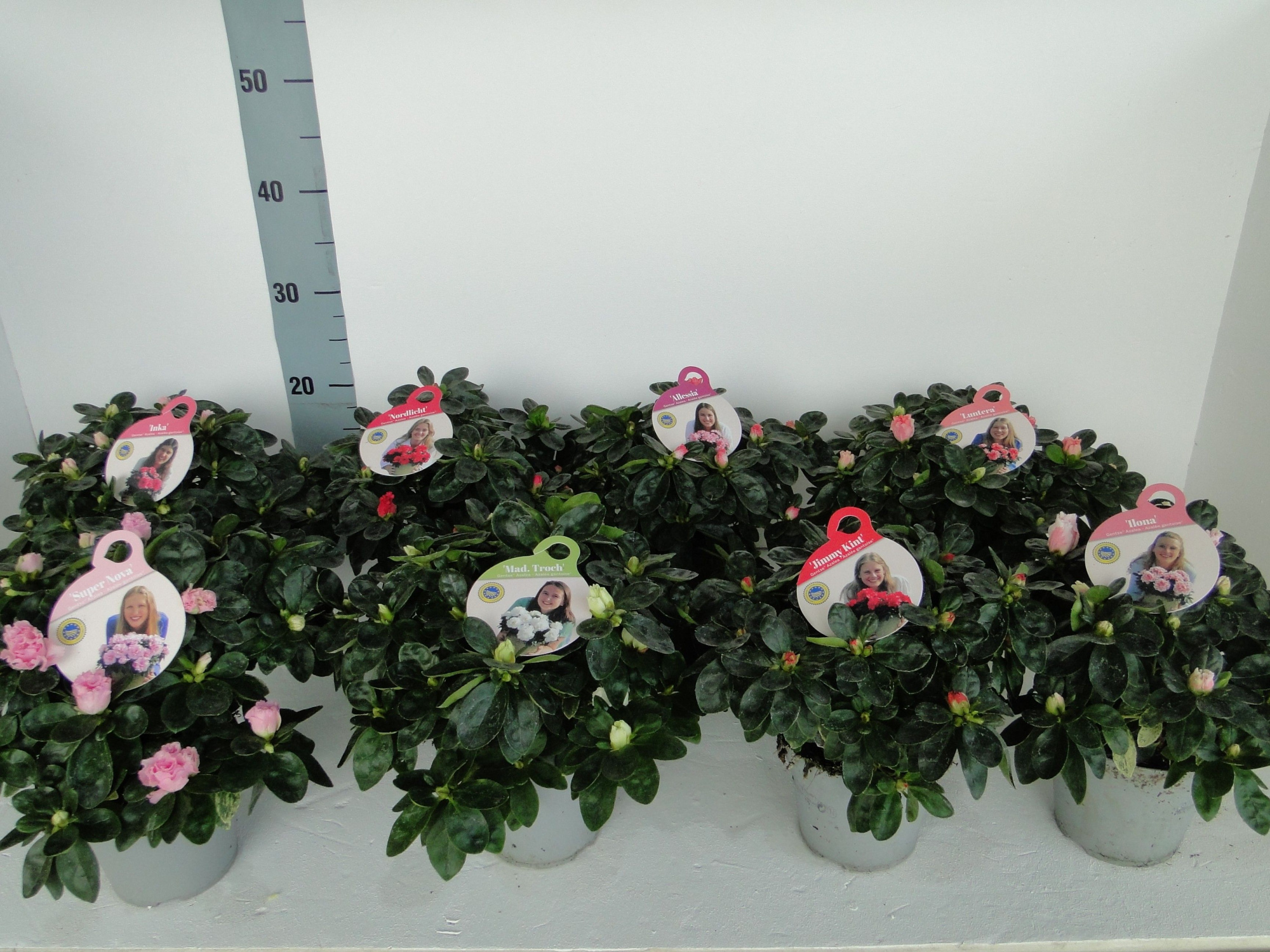 GHENT AZALEA YOUNG STARS POT 12, D 12