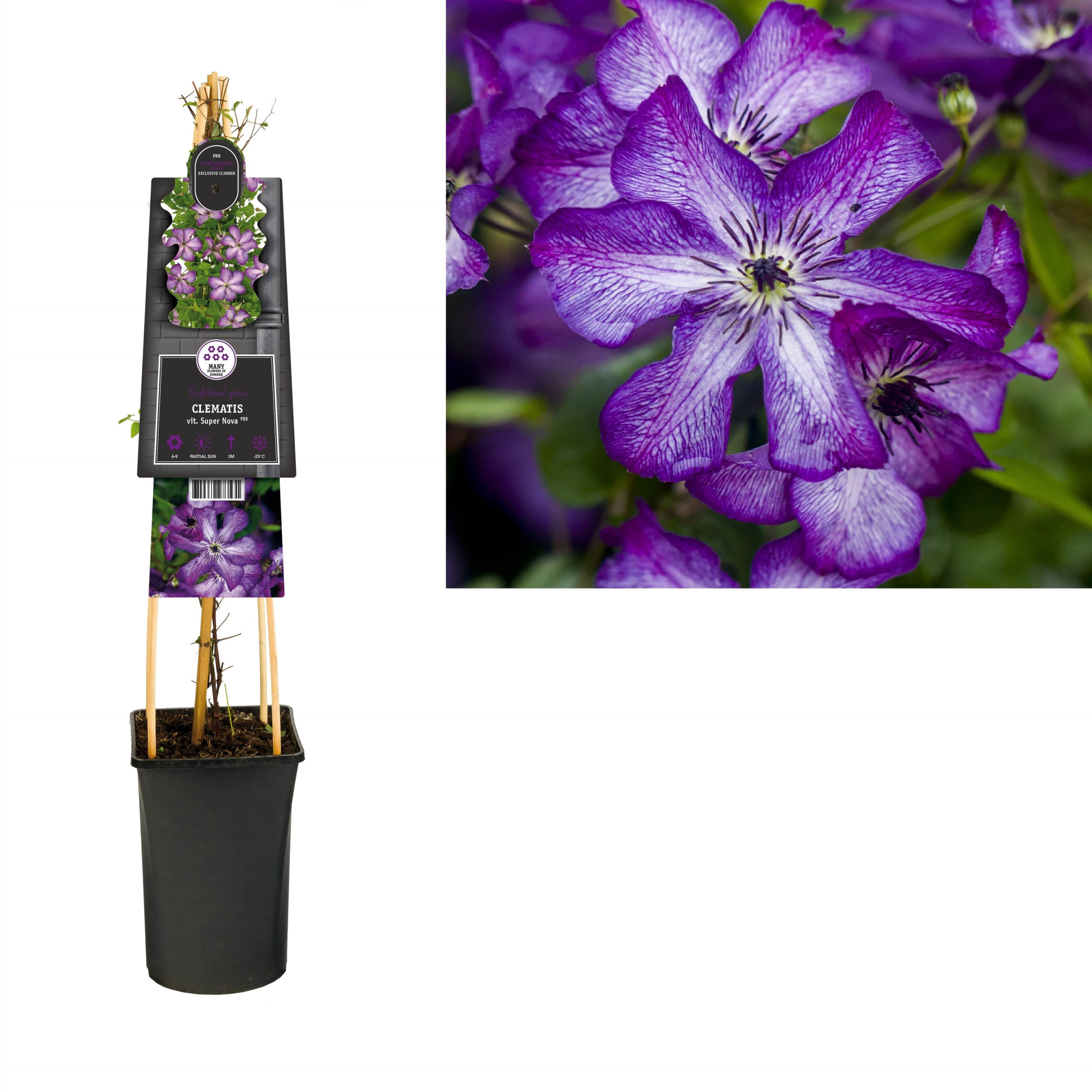Clematis vit. Super Nova PBR +3.0 label, D 17