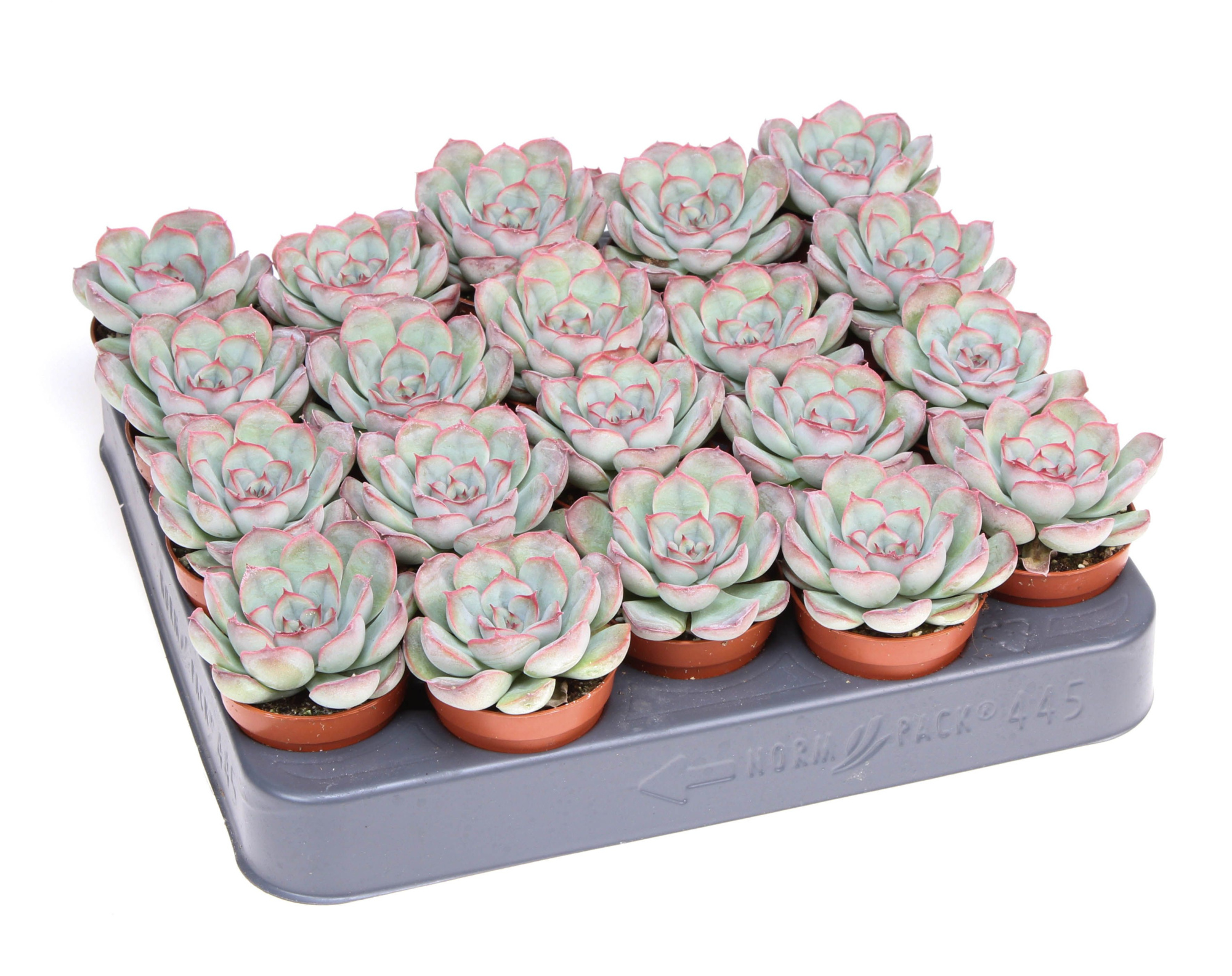 Echeveria mystery, D 5,5