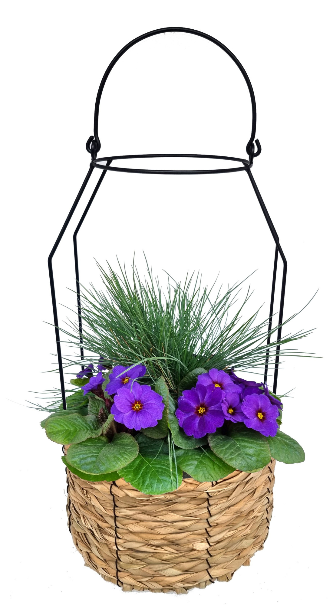 PRF801-9323 Primula/Festuca lantaarn Nina, D 23