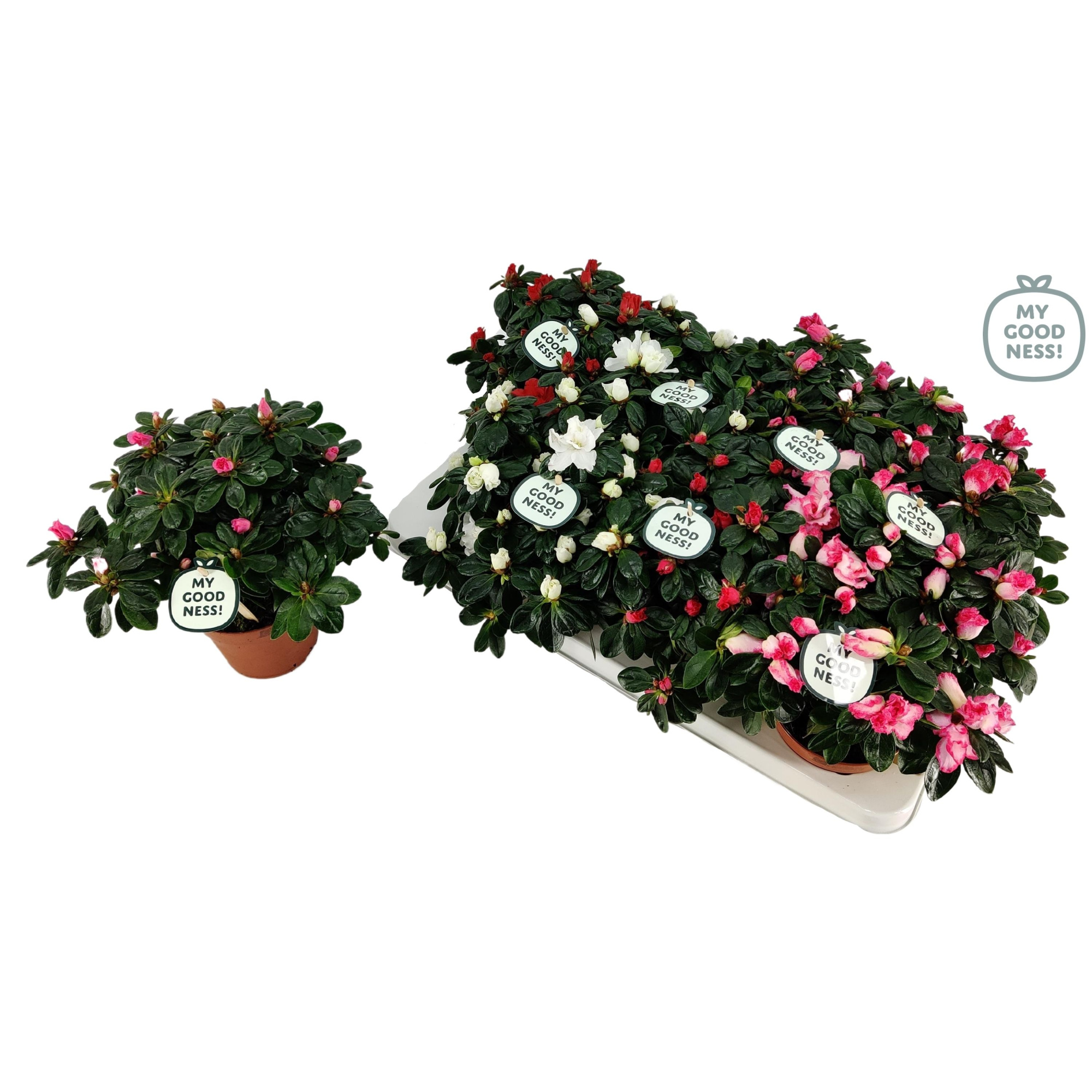 Azalea 17 /P12 'Mix CC' V kleurtonend (Premium), D 12