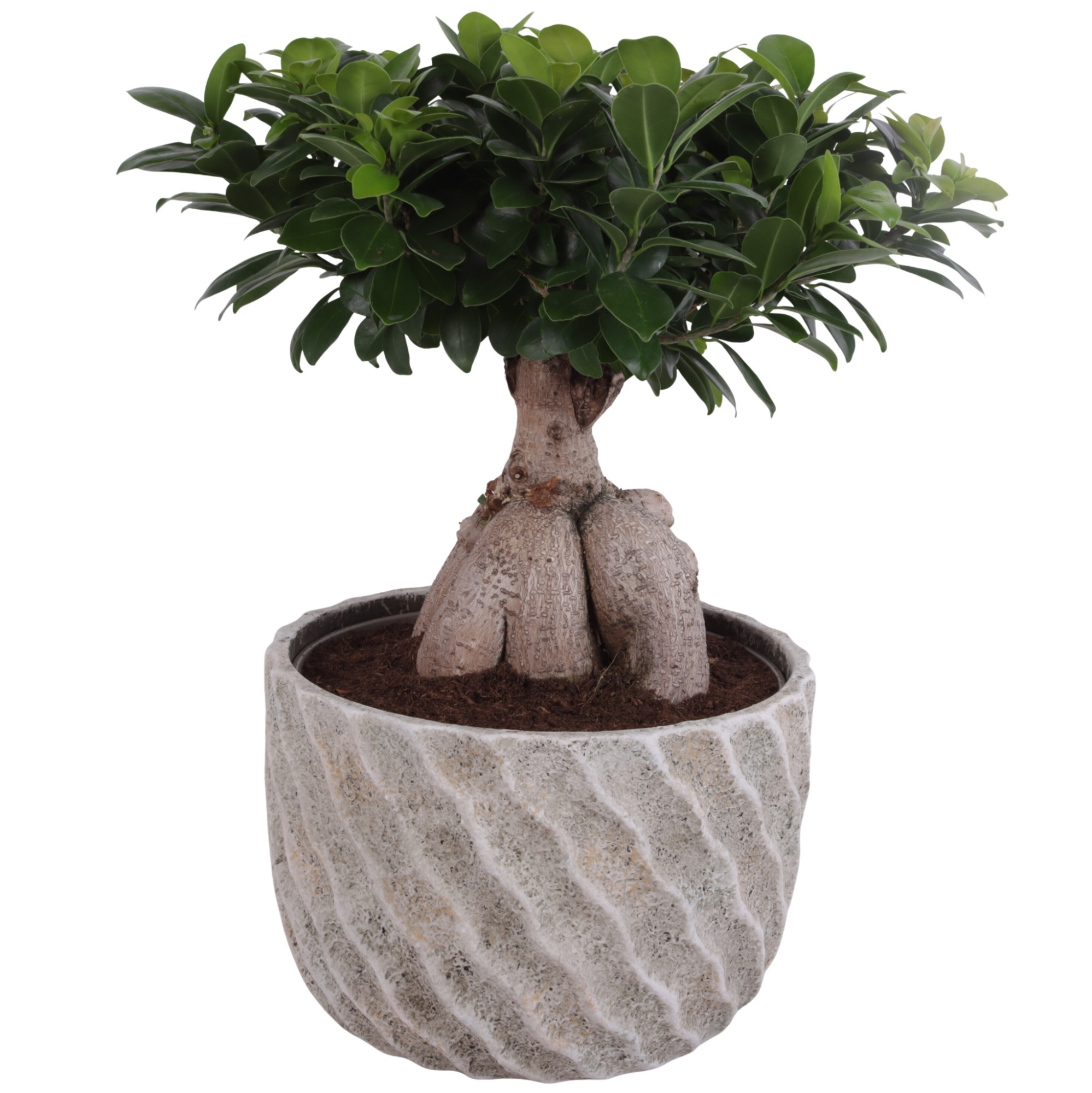 Ficus m. Ginseng Ball Shape Ø24cm in Ø27cm Ceramic NT668, D 27