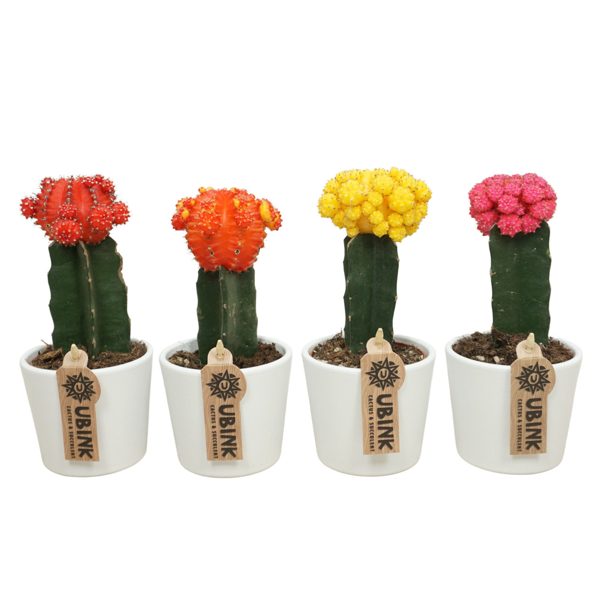 Gymnocalycium geënt mix in 10 cm 'Wit Potje', D 8,5