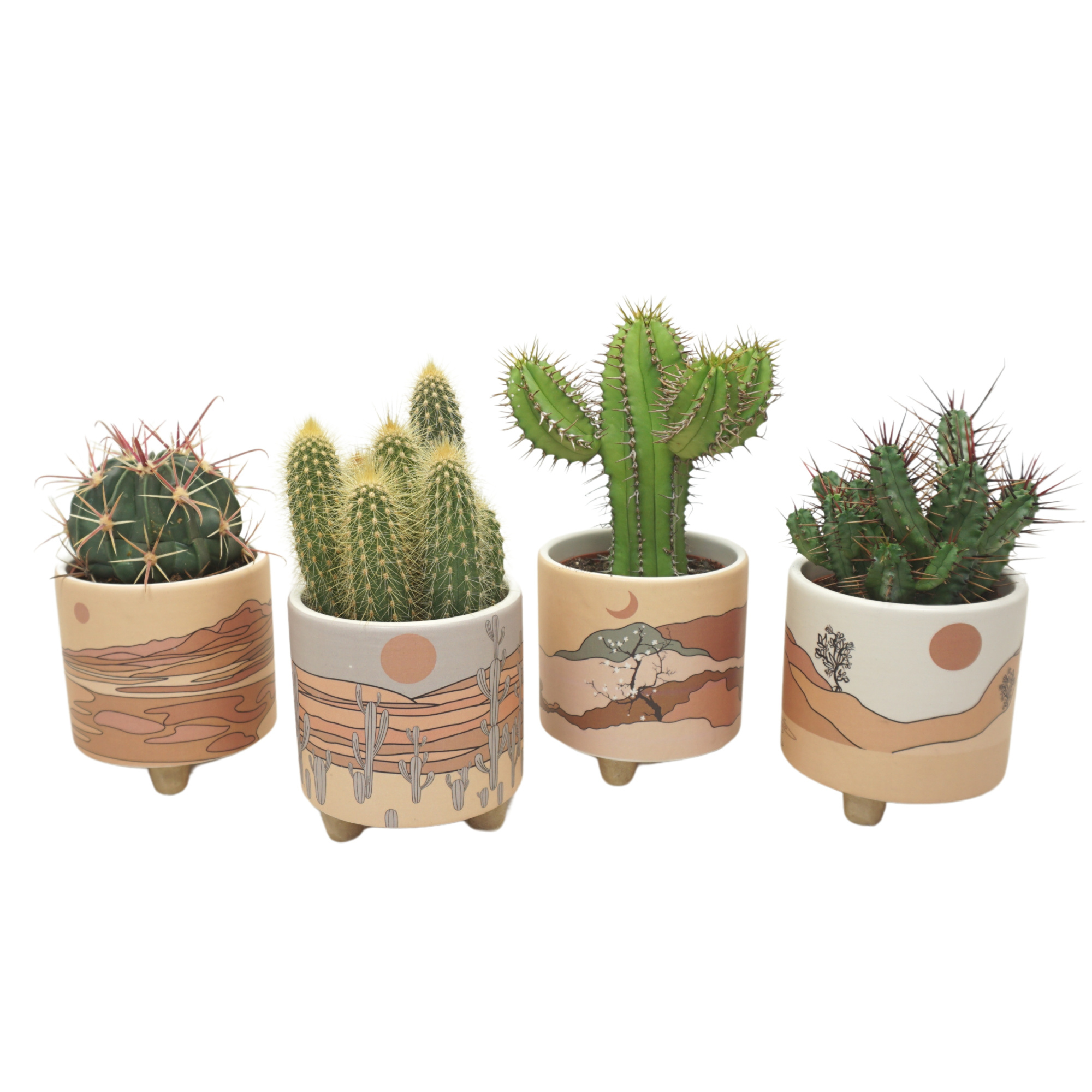 Cactus mix in 10 cm 'Palm Mar' sierpot, D 8,5