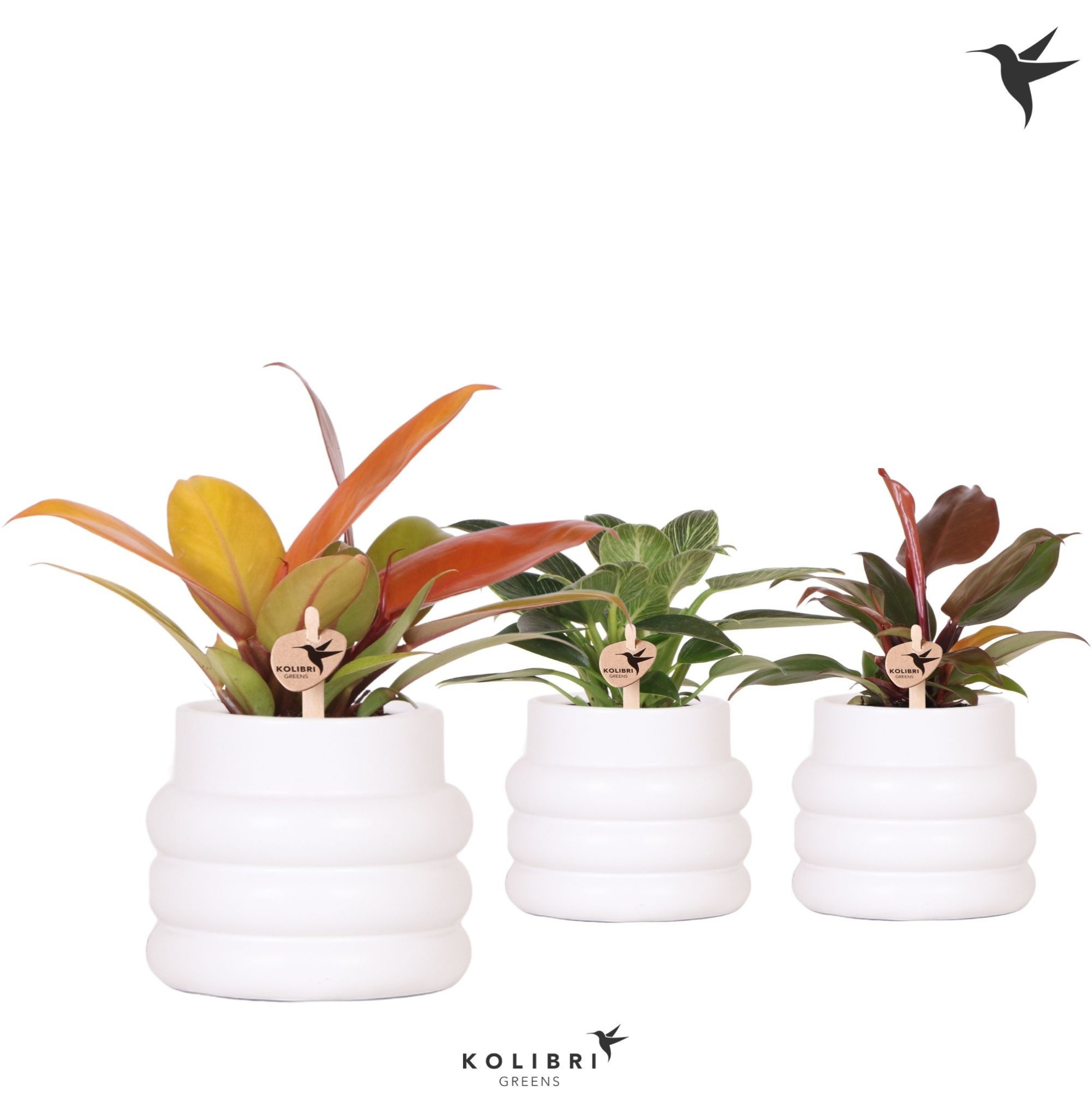 Kolibri Greens Philodendron mix in Bubble pot white, D 9