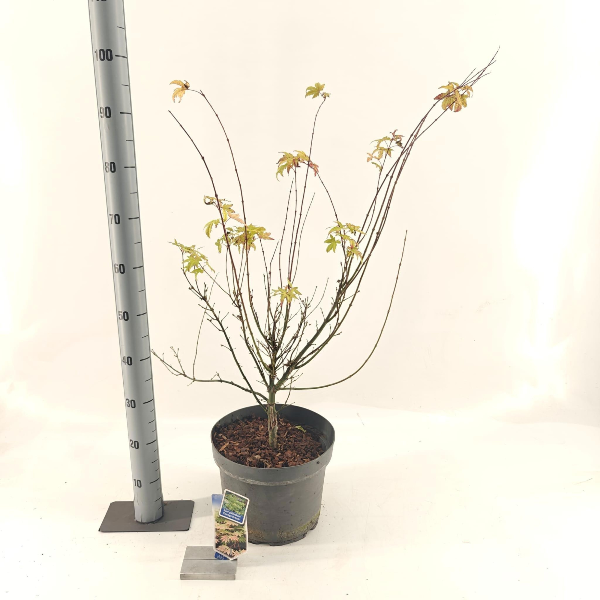 Acer pal. 'Orange Dream', D 29