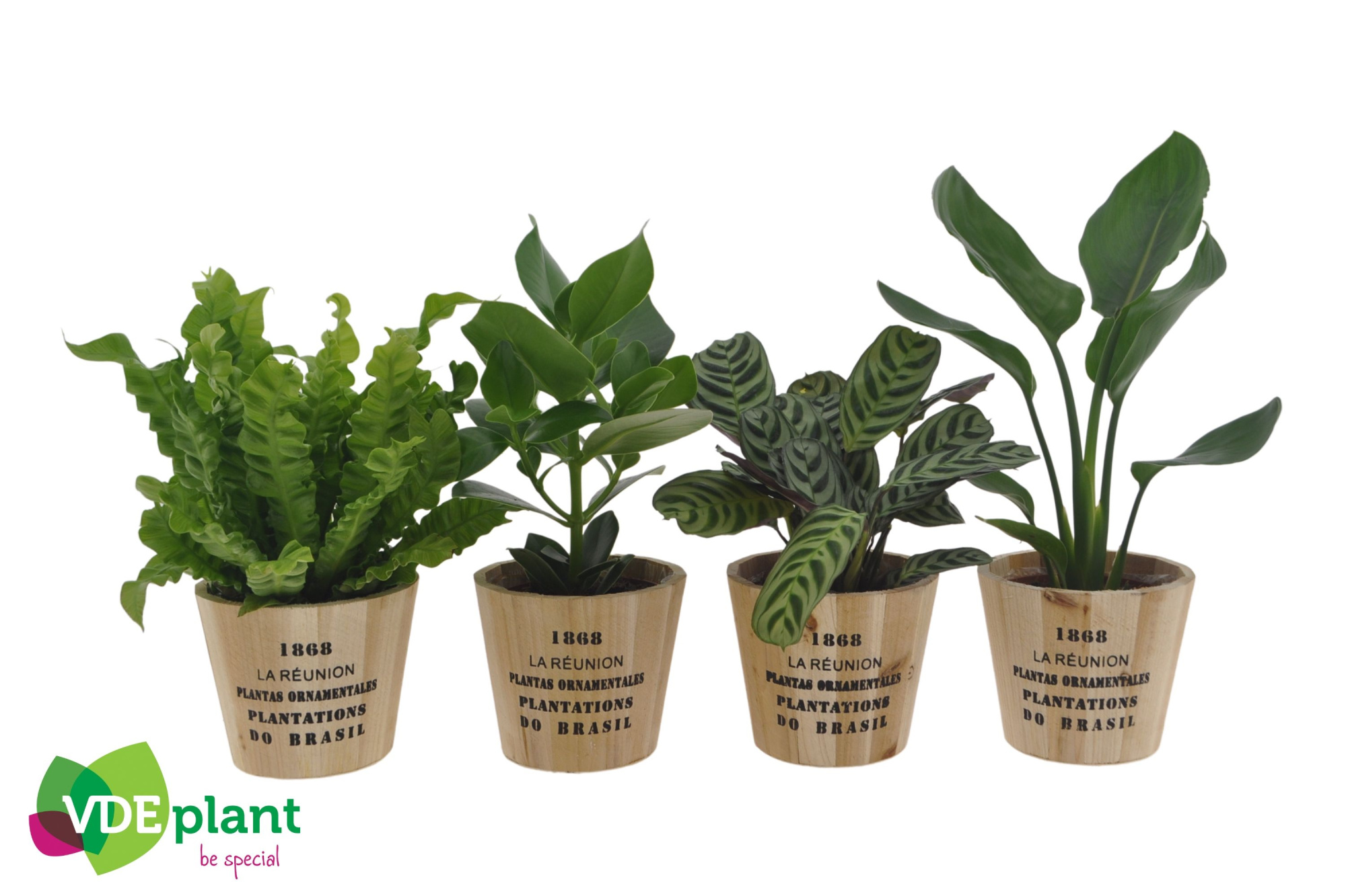 Intenz mix 12cm in Nairobi pot, D 12