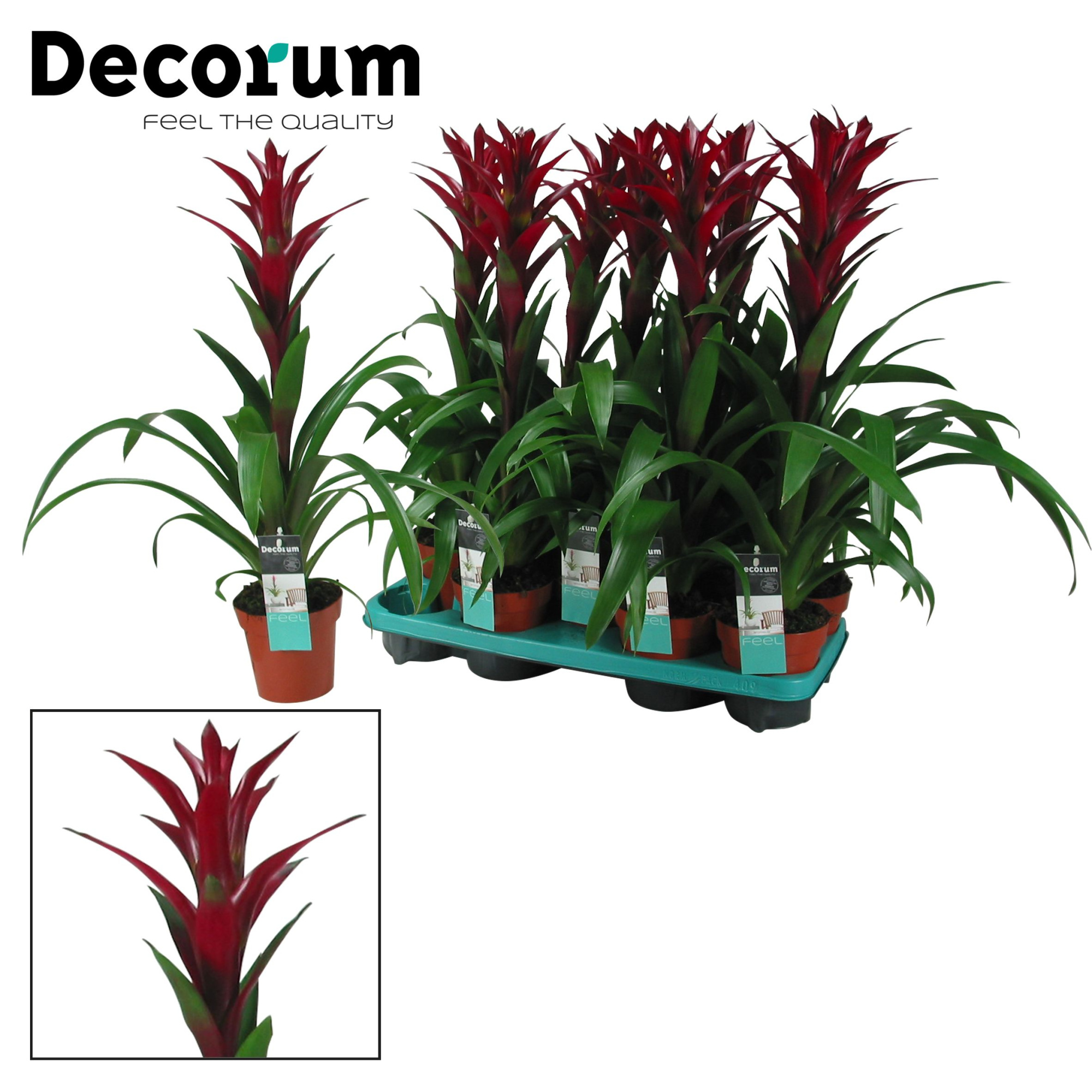 Guzmania Switch (Decorum), D 13