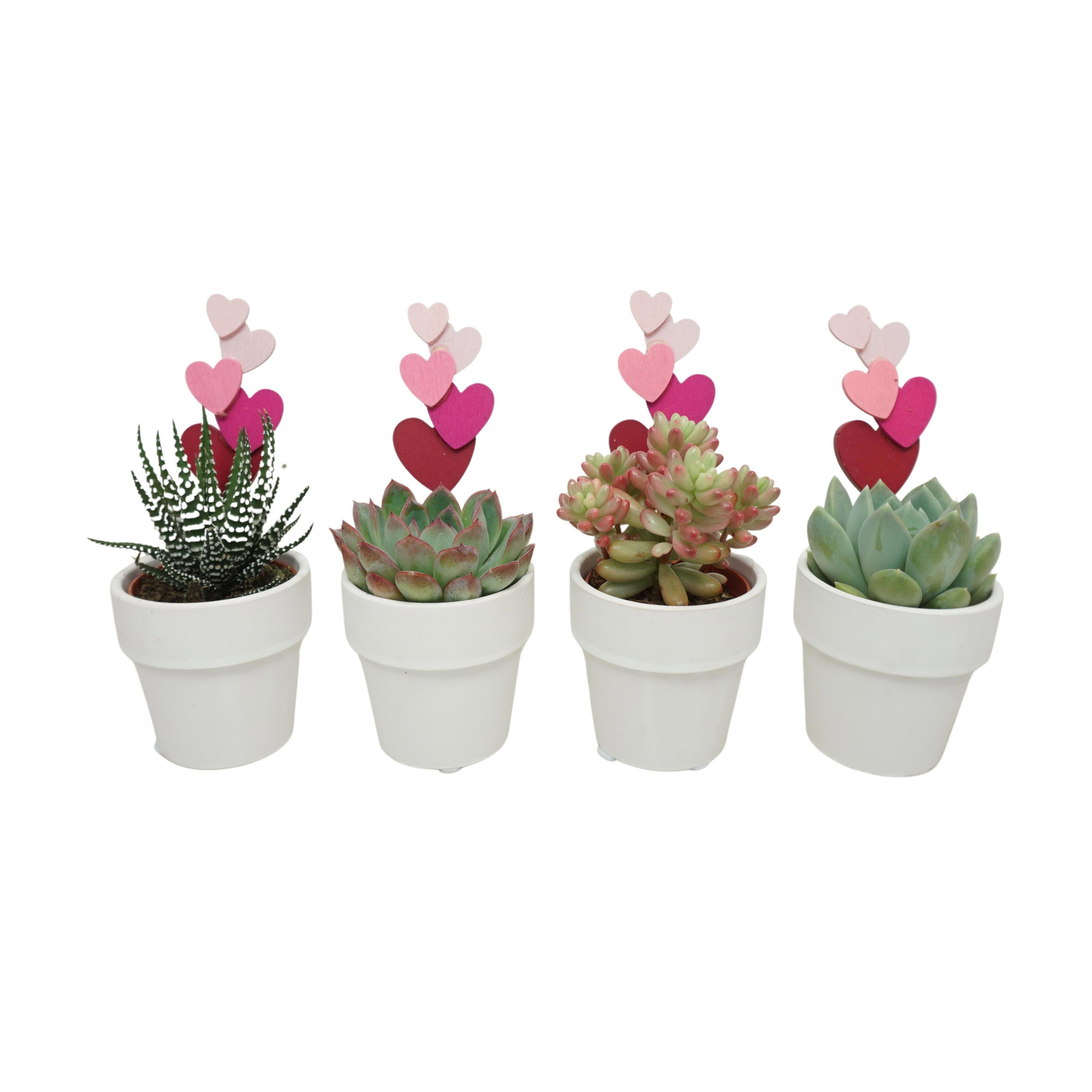 Succulent mix in 6 cm 'Wit Kraagpotje' met roze hartjes, D 5,5