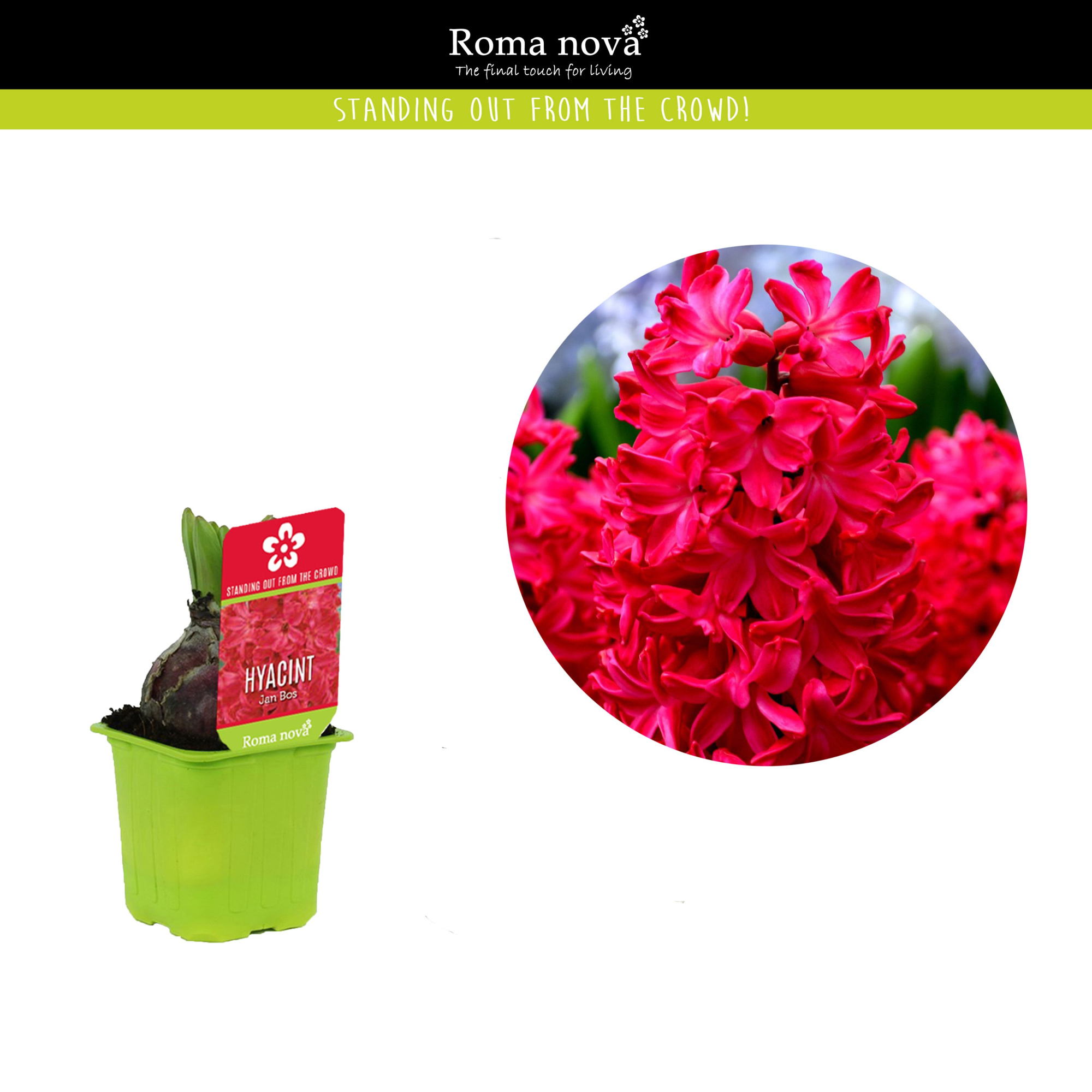 Hyacint Jan Bos 7cm, D 7