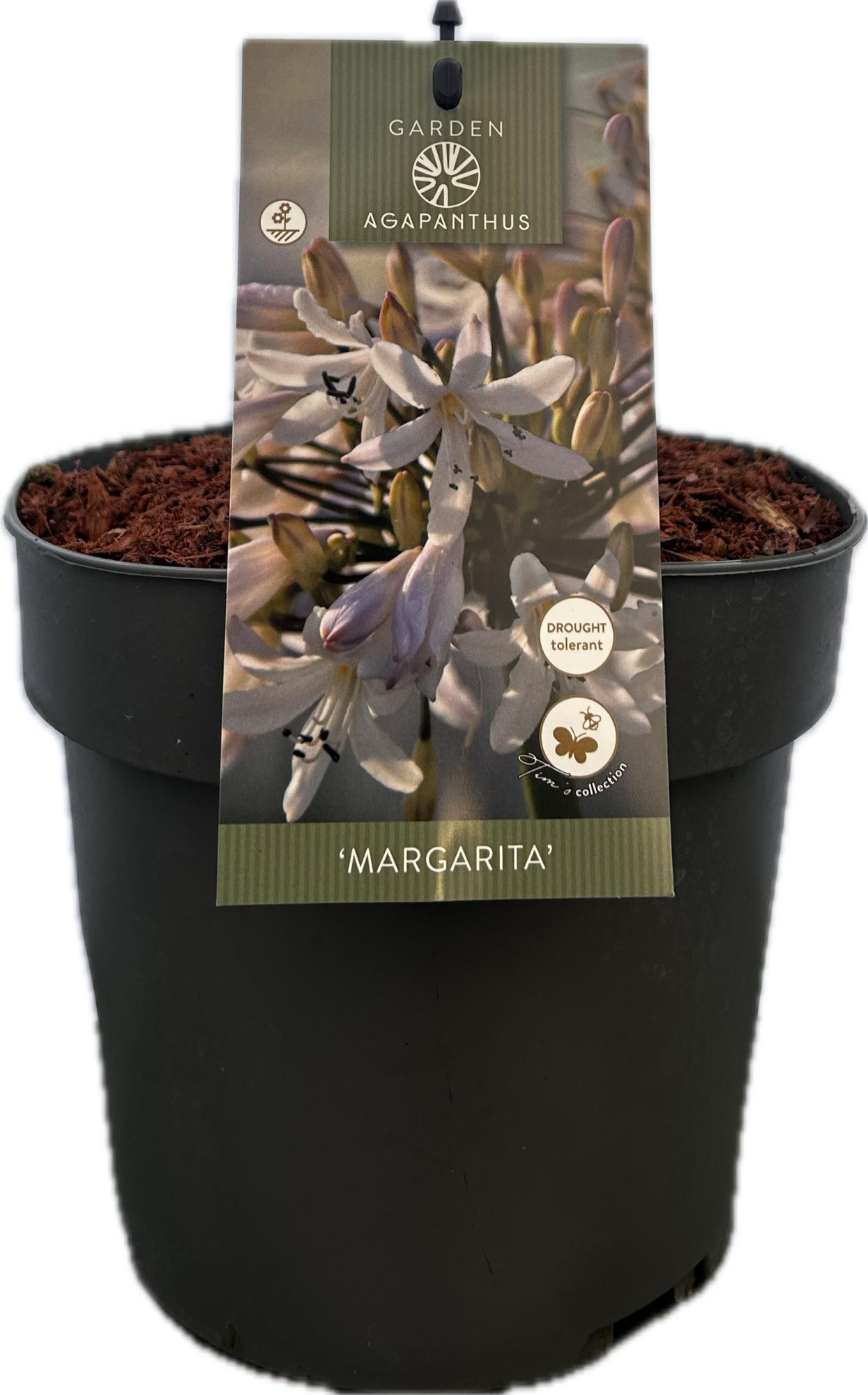 Agapanthus 'Margarita' P17 GARDEN, D 17