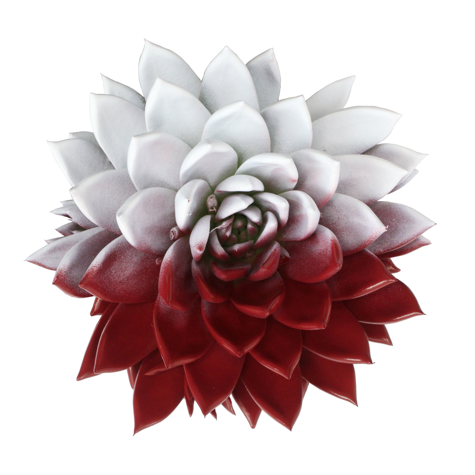 Miranda coloured flag Poland, D 10,5