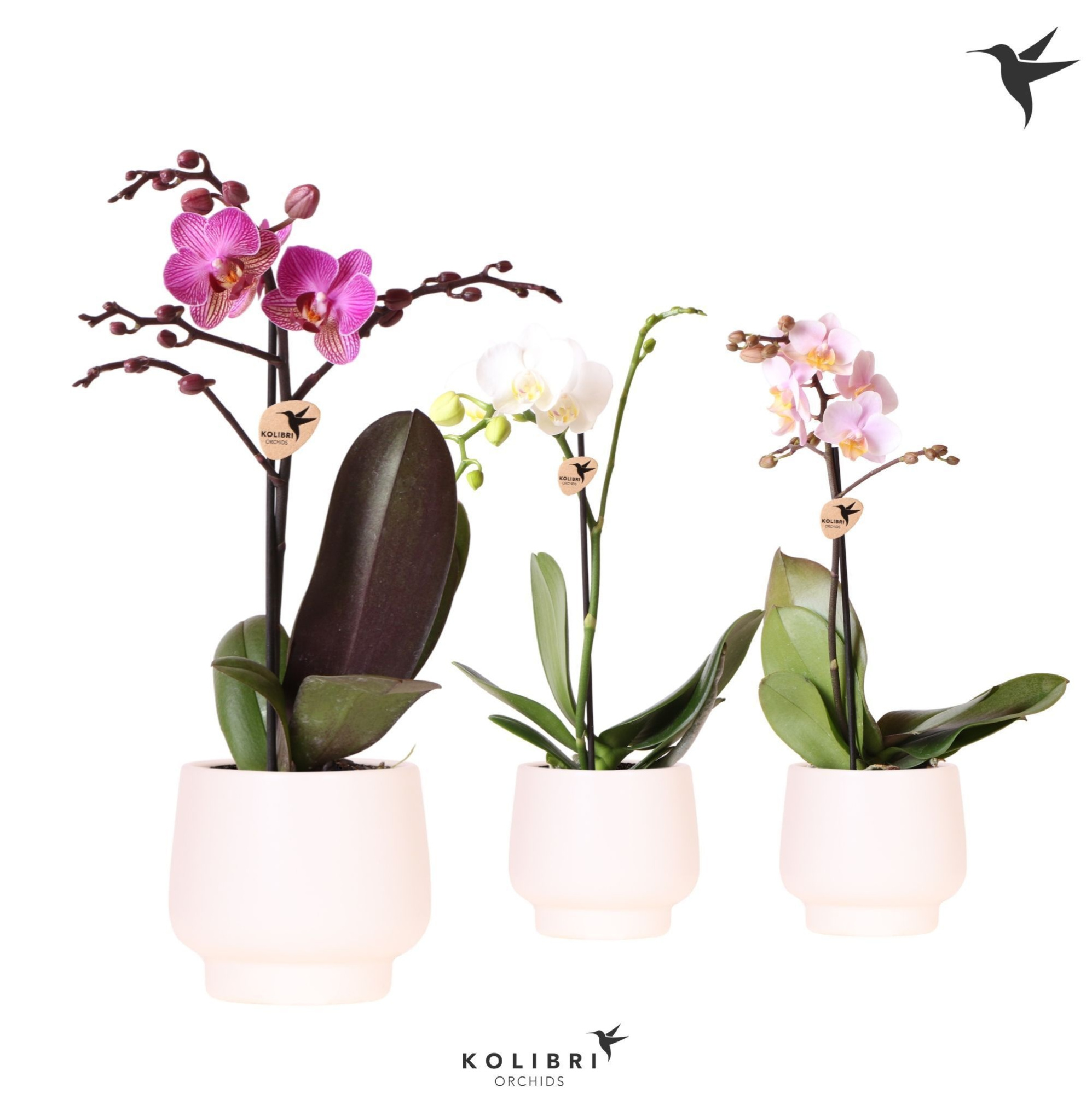 Kolibri Orchids Phalaenopsis mix 1 spike in Scandic pot white, D 9