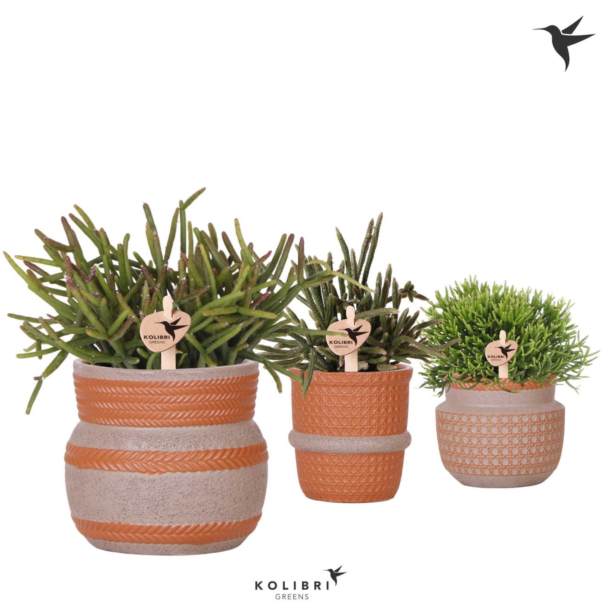 Kolibri Greens Rhipsalis mix in Ethnic pot terracotta mix, D 9