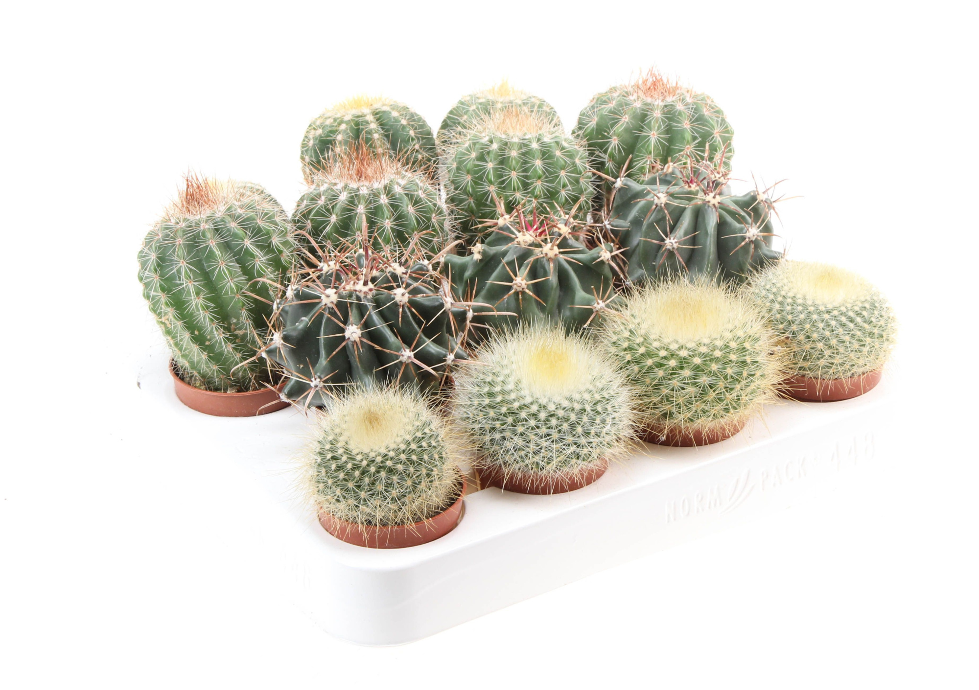 Cactus bol mix XL, D 5,5