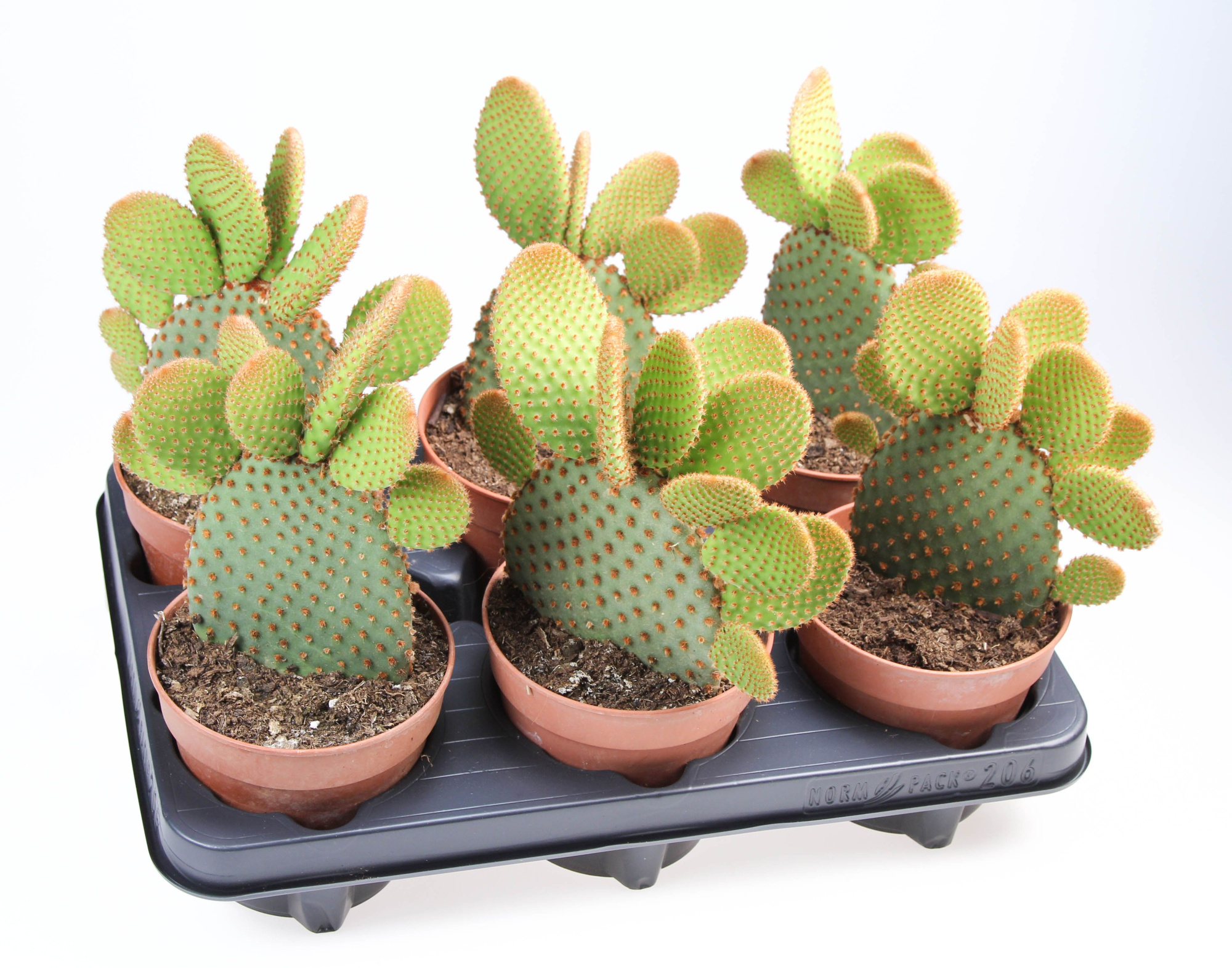 Opuntia microdasys Rufida, D 12