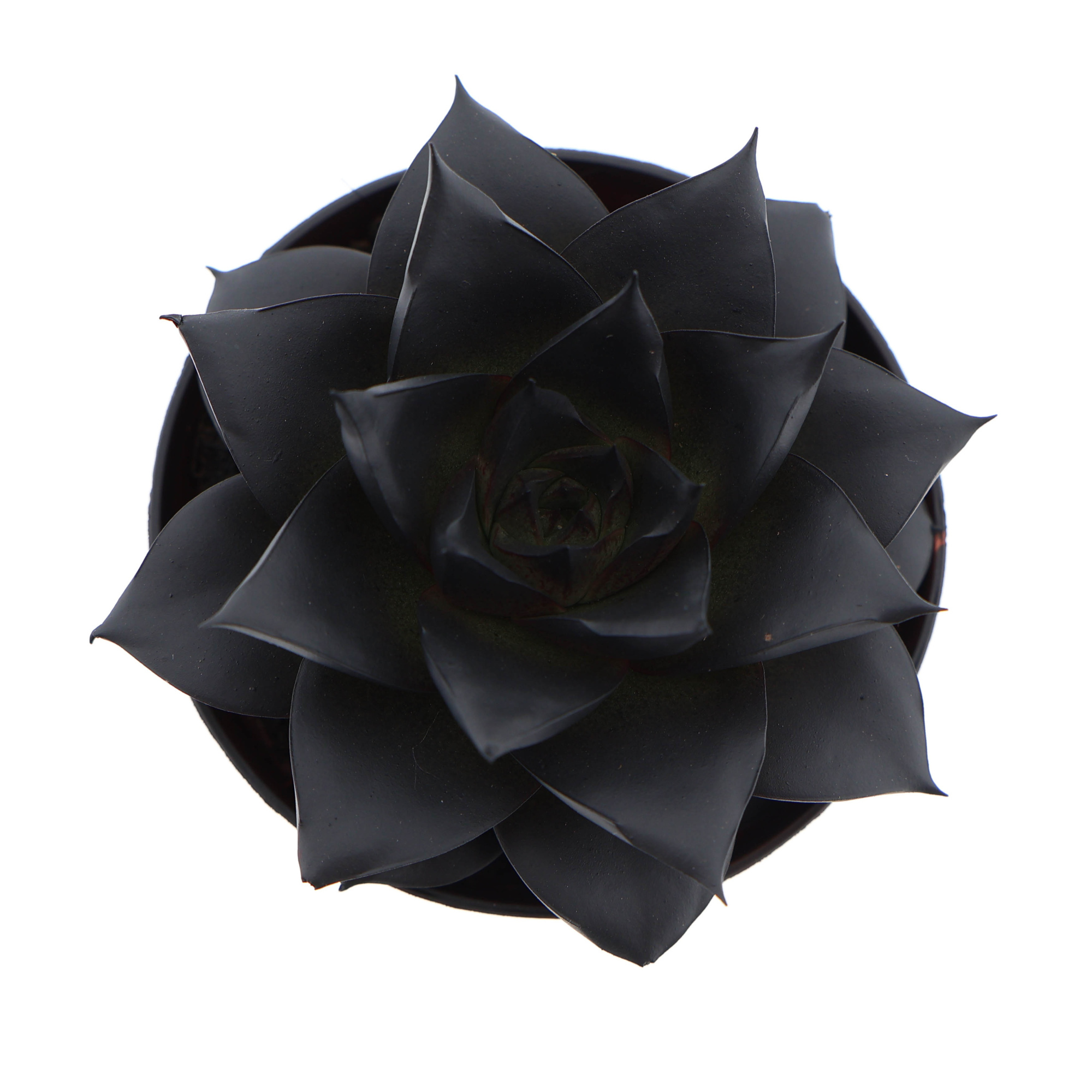 Rainbow purper deep black, D 8,5