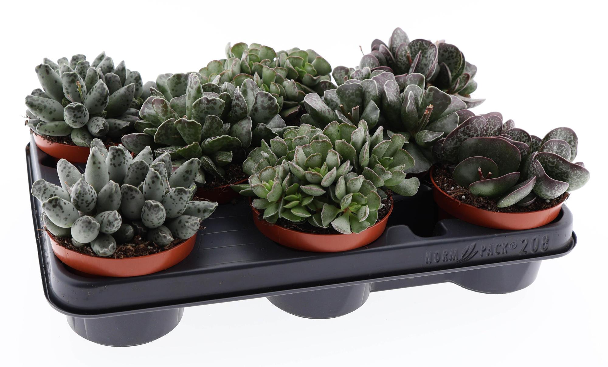 Adromischus mix, D 10,5