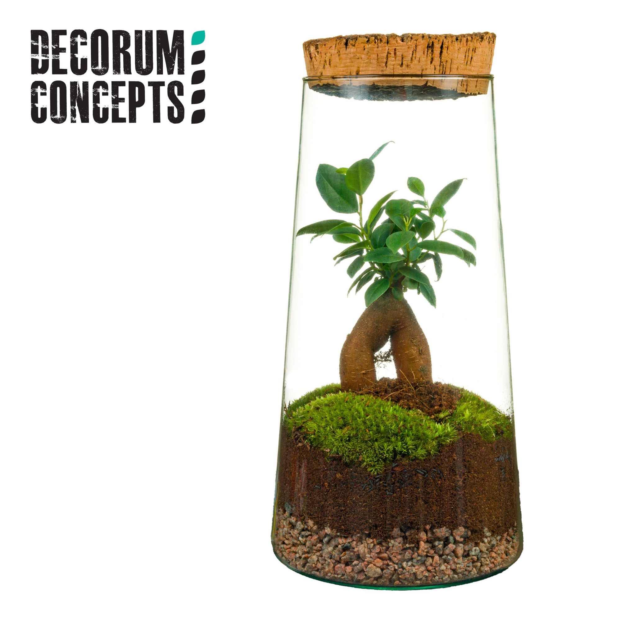 Terrarium Triton (Decorum concepts), D 15