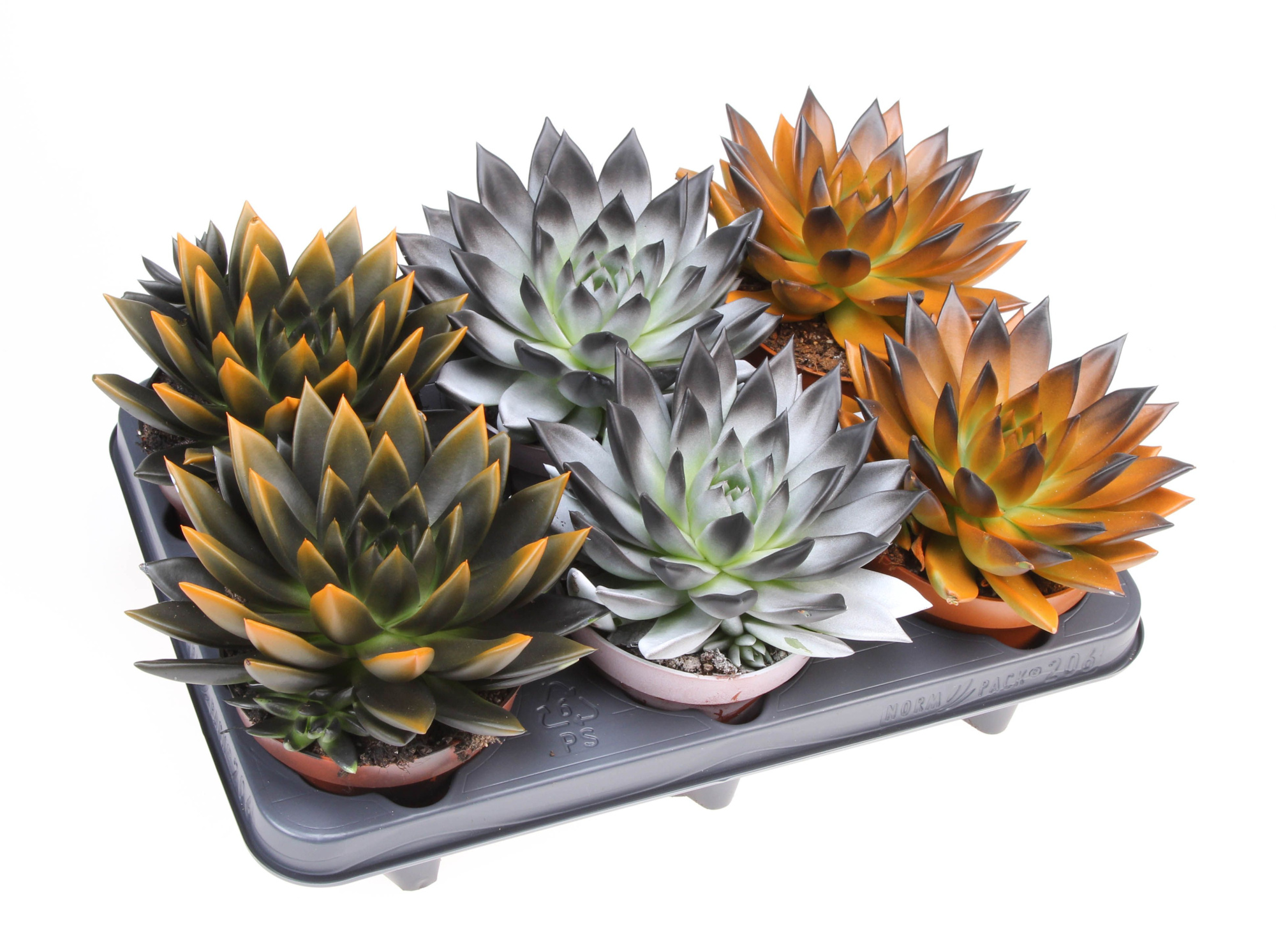 Halloween bicolor mix, D 12