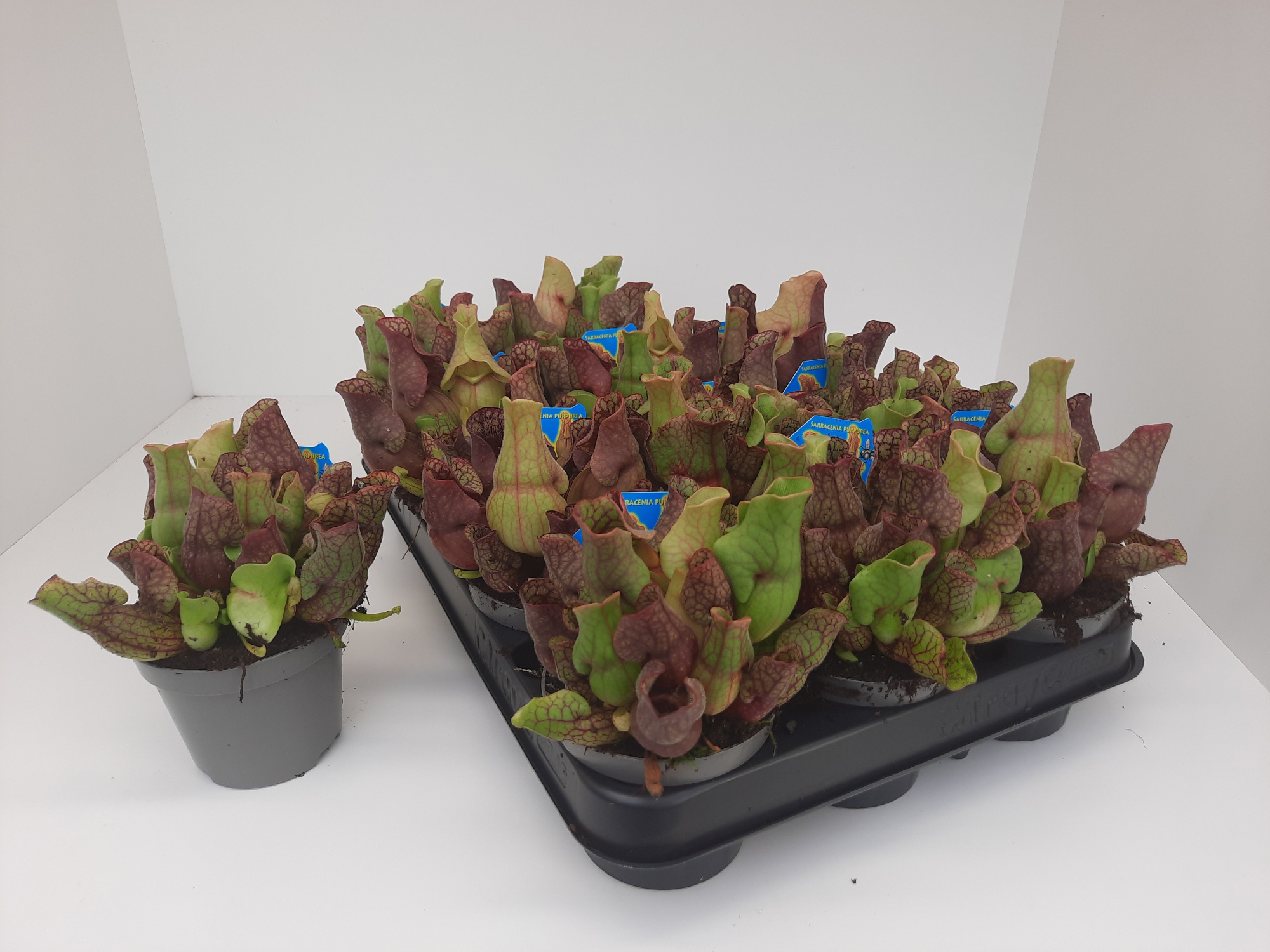 Sarracenia Purpurea Venosa, D 9