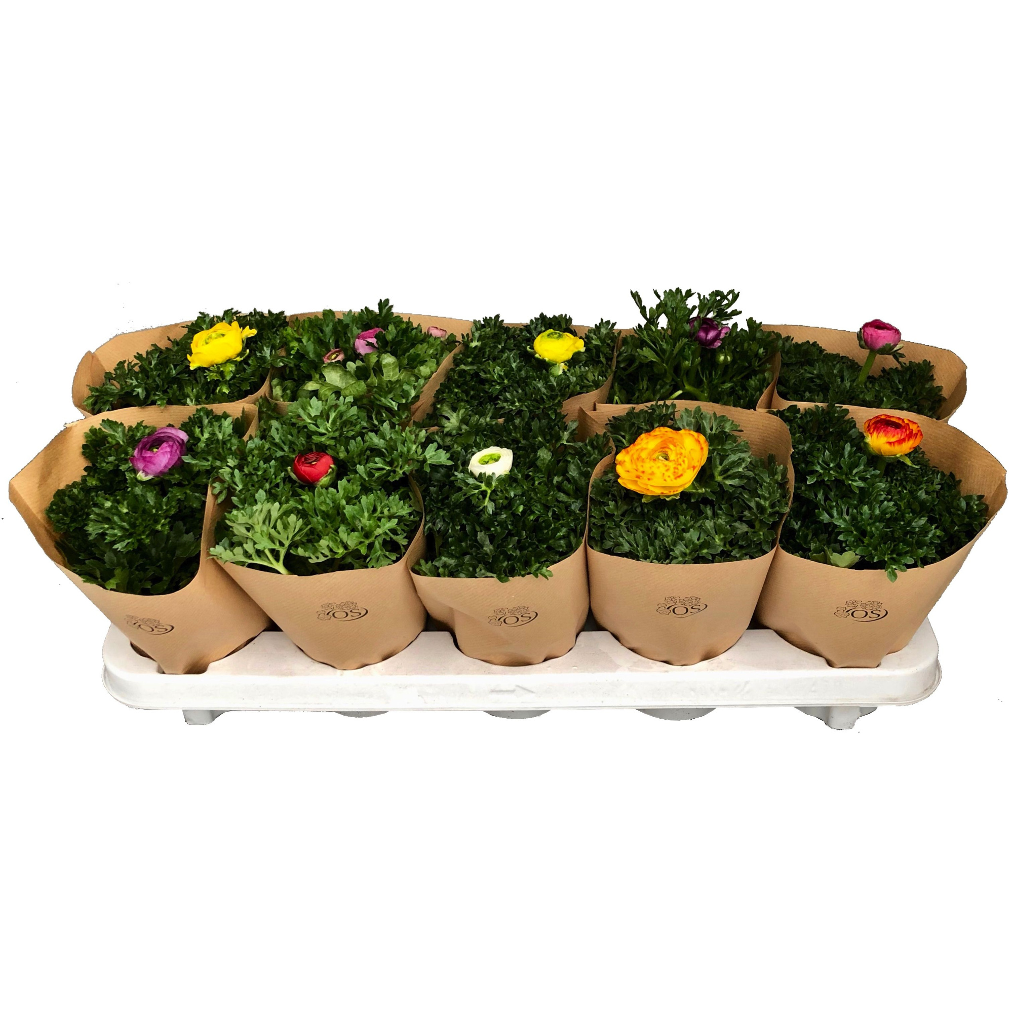 Ran. mix met hoes, D 10,5