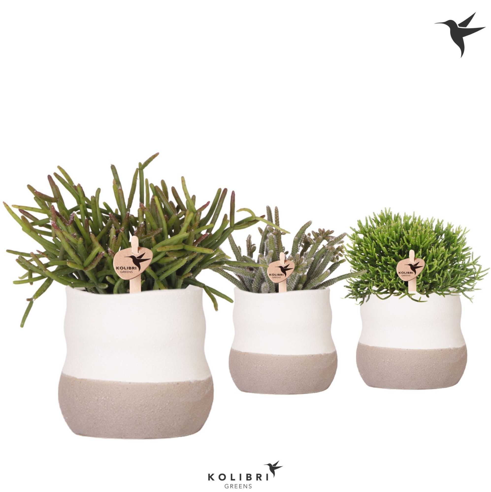 Kolibri Greens Rhipsalis mix in Imperfect bag pot, D 9