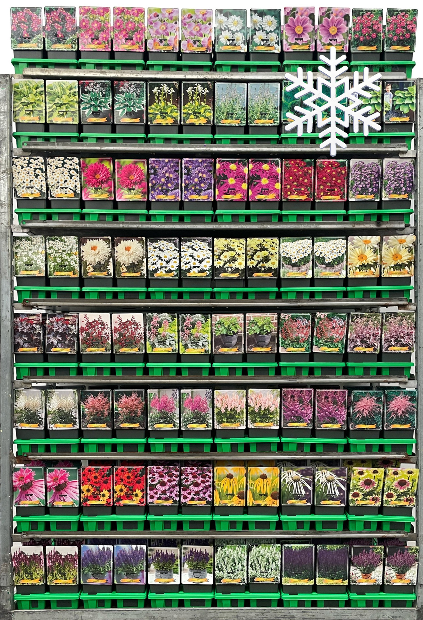 Extra Winterhard vaste planten Mix CC P11, D 11